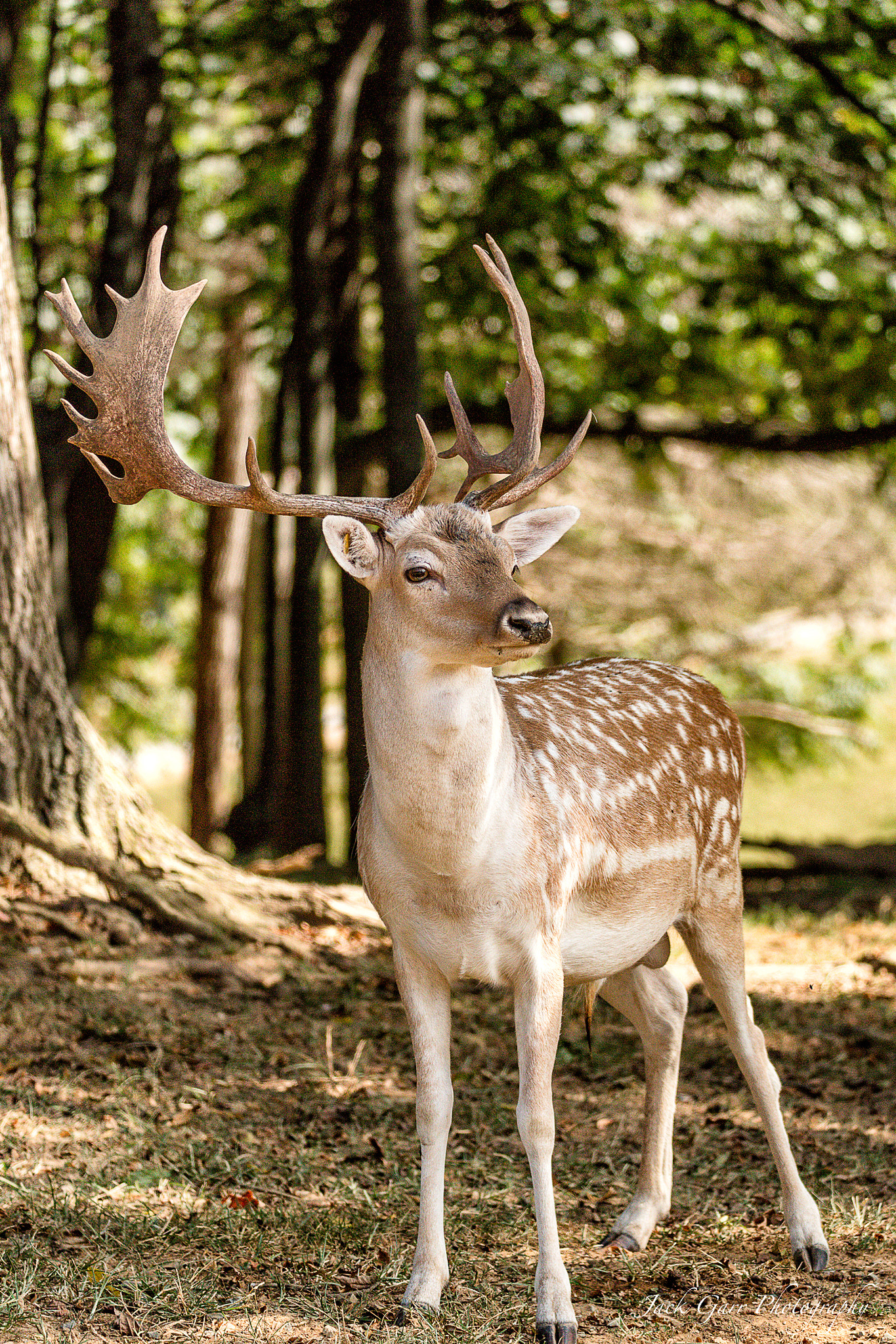 Canon EOS 5DS + 150-600mm F5-6.3 DG OS HSM | Sports 014 sample photo. Fallow deer photography
