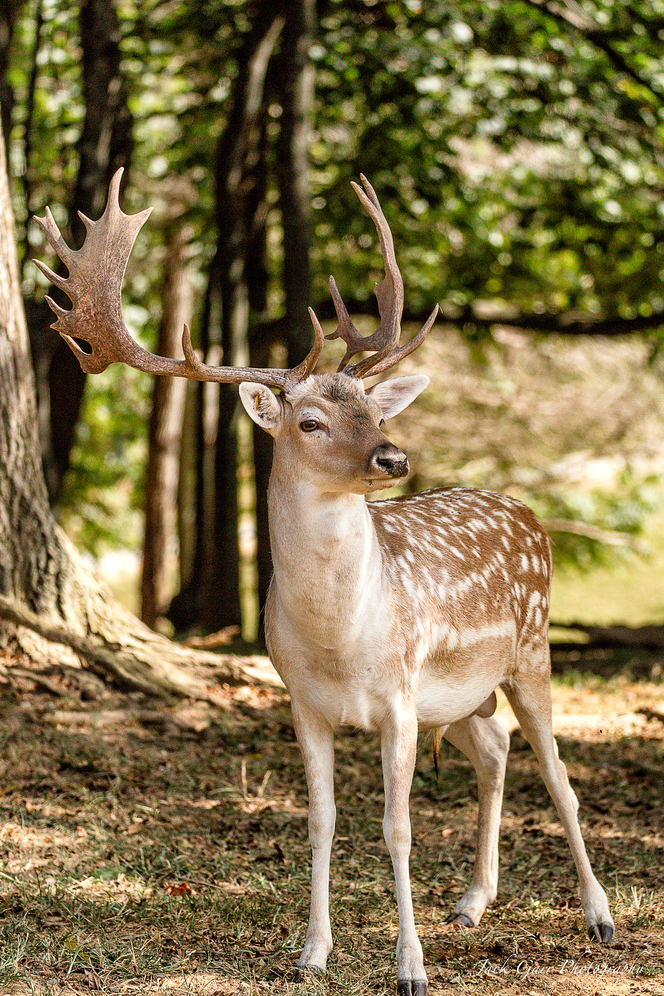 150-600mm F5-6.3 DG OS HSM | Sports 014 sample photo. Fallow deer photography