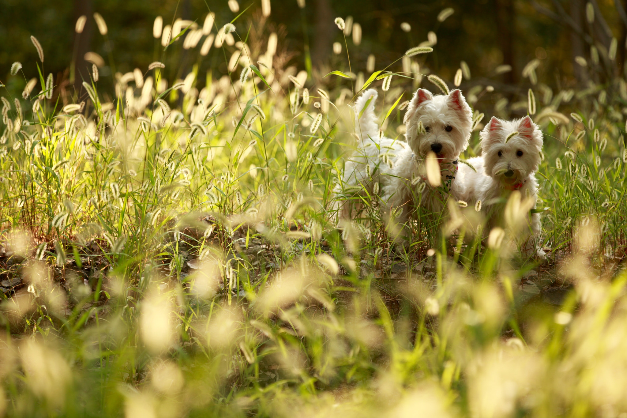 Canon EF 70-200mm F2.8L IS II USM sample photo. 狗尾巴草丛中的狗子们 photography