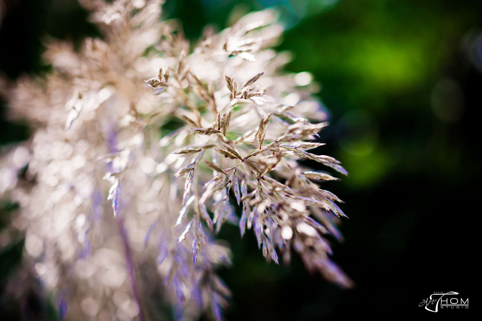 Canon EF 100mm F2.8 Macro USM sample photo. Seagrass photography