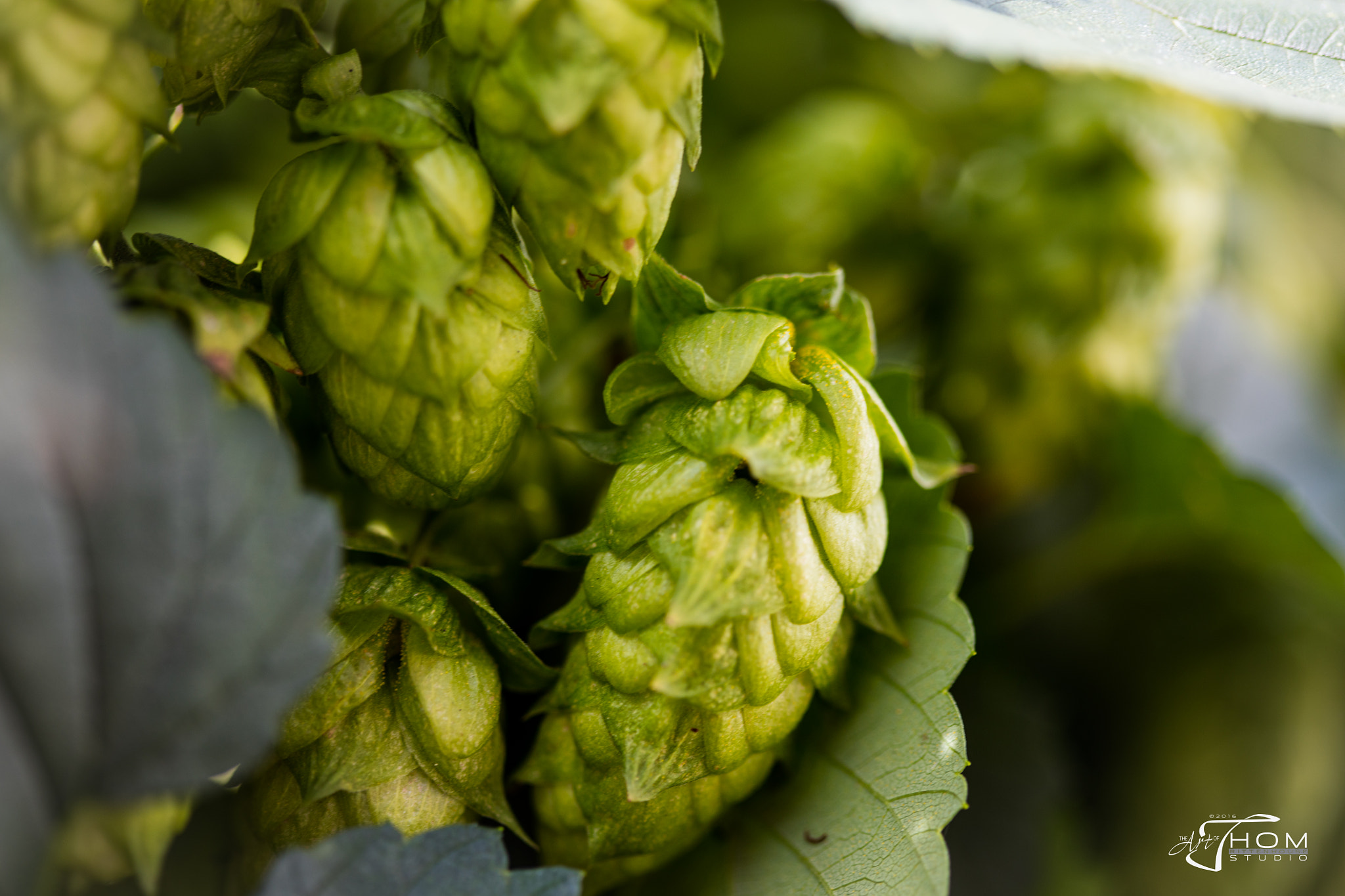 Canon EF 100mm F2.8 Macro USM sample photo. Hopsareready photography