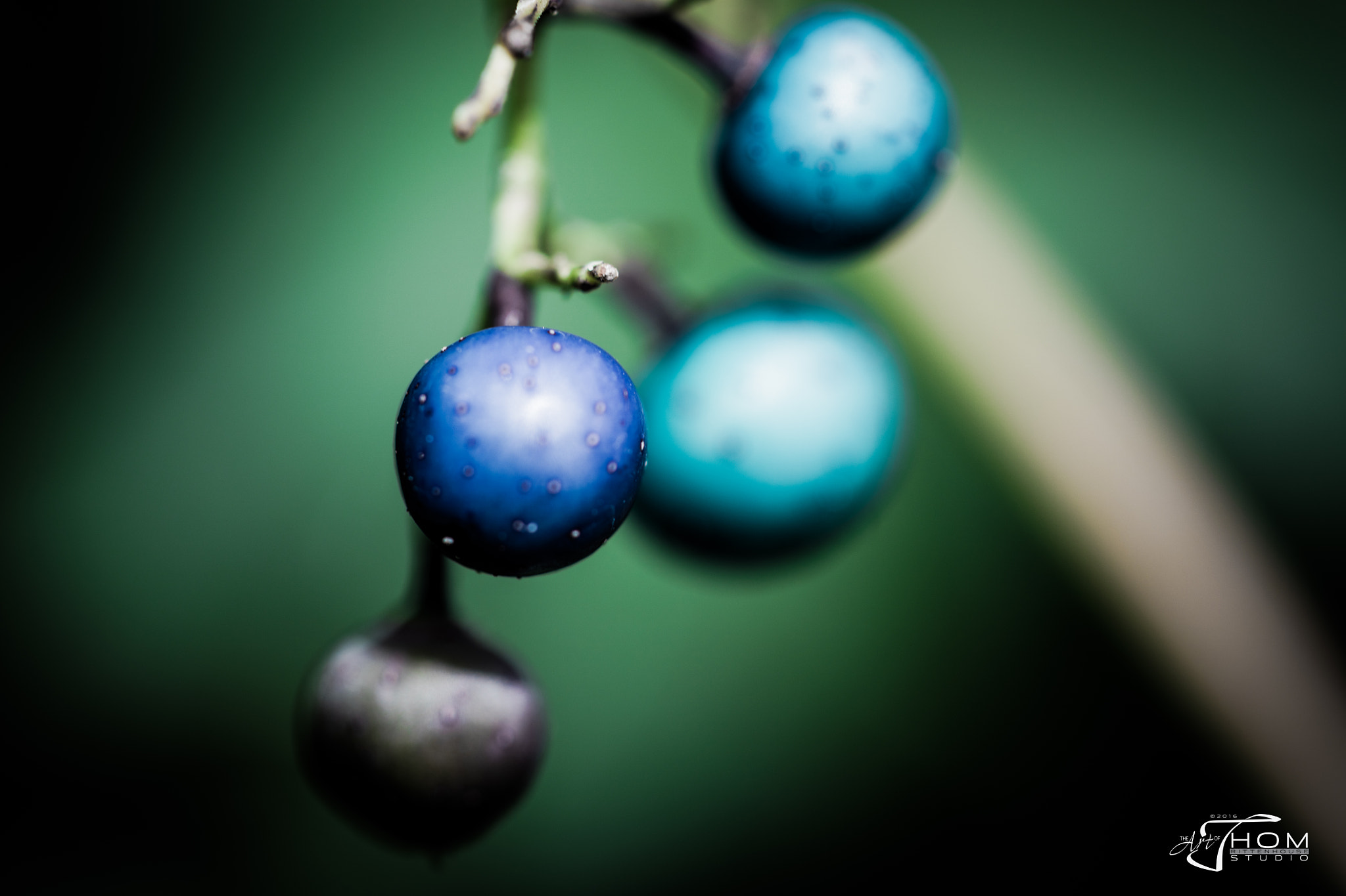 Canon EF 100mm F2.8 Macro USM sample photo. Sourgrapes photography