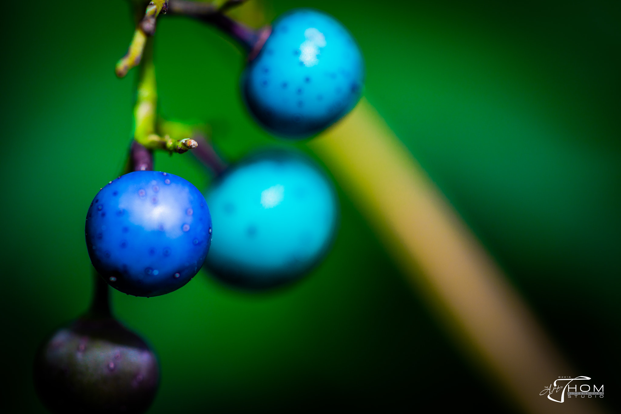 Canon EF 100mm F2.8 Macro USM sample photo. Badgrapes photography