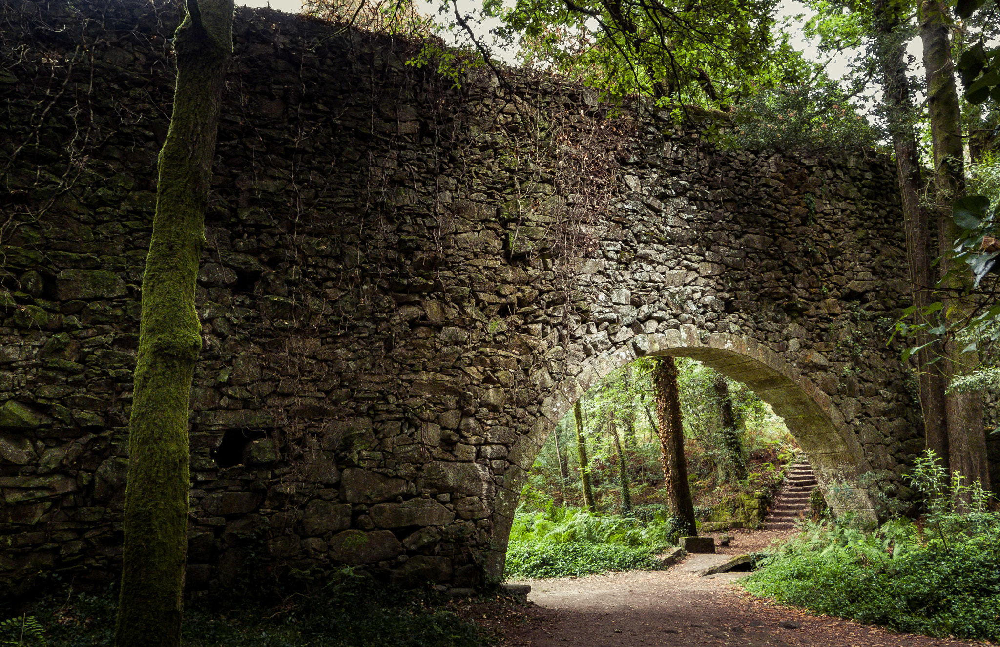 Pentax Q10 sample photo. Enchanted forest photography