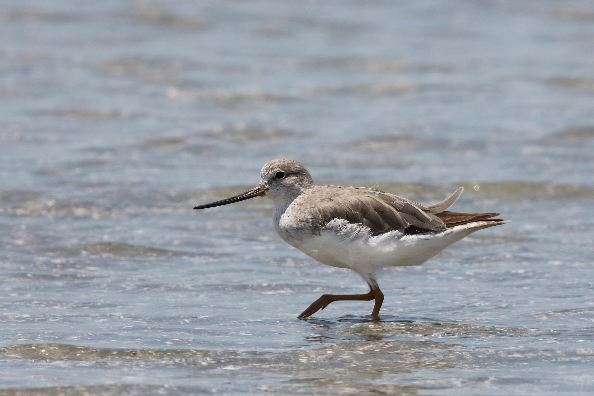 Canon EF 400mm F2.8L IS II USM sample photo. Terek sandpiper photography