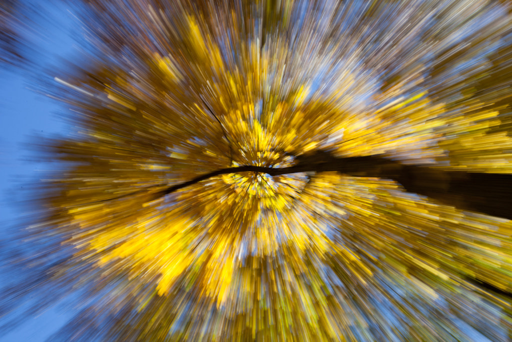 Fall Foliage Blur by Paul Brady on 500px.com