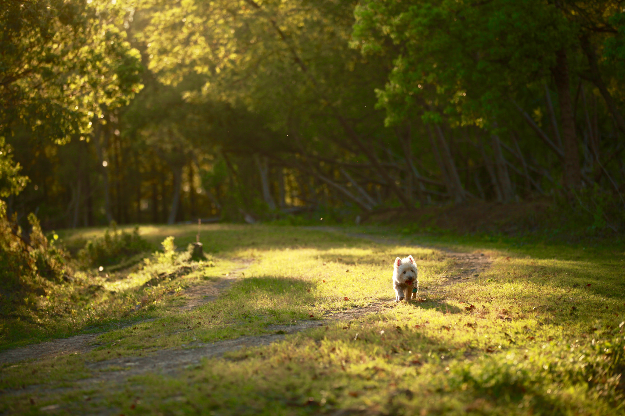 Canon EOS 5D Mark II + Canon EF 70-200mm F2.8L IS II USM sample photo