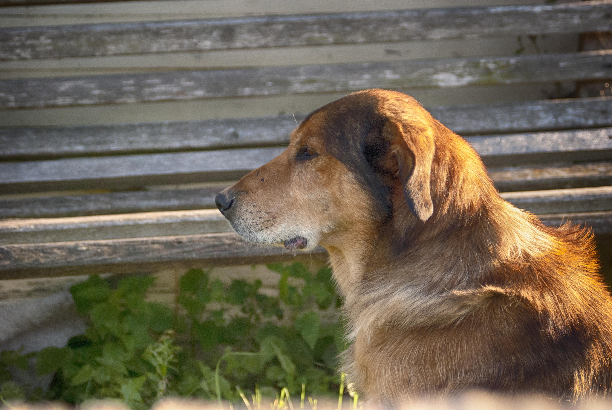 AF Zoom-Nikkor 35-70mm f/3.3-4.5 N sample photo. Dog friend photography