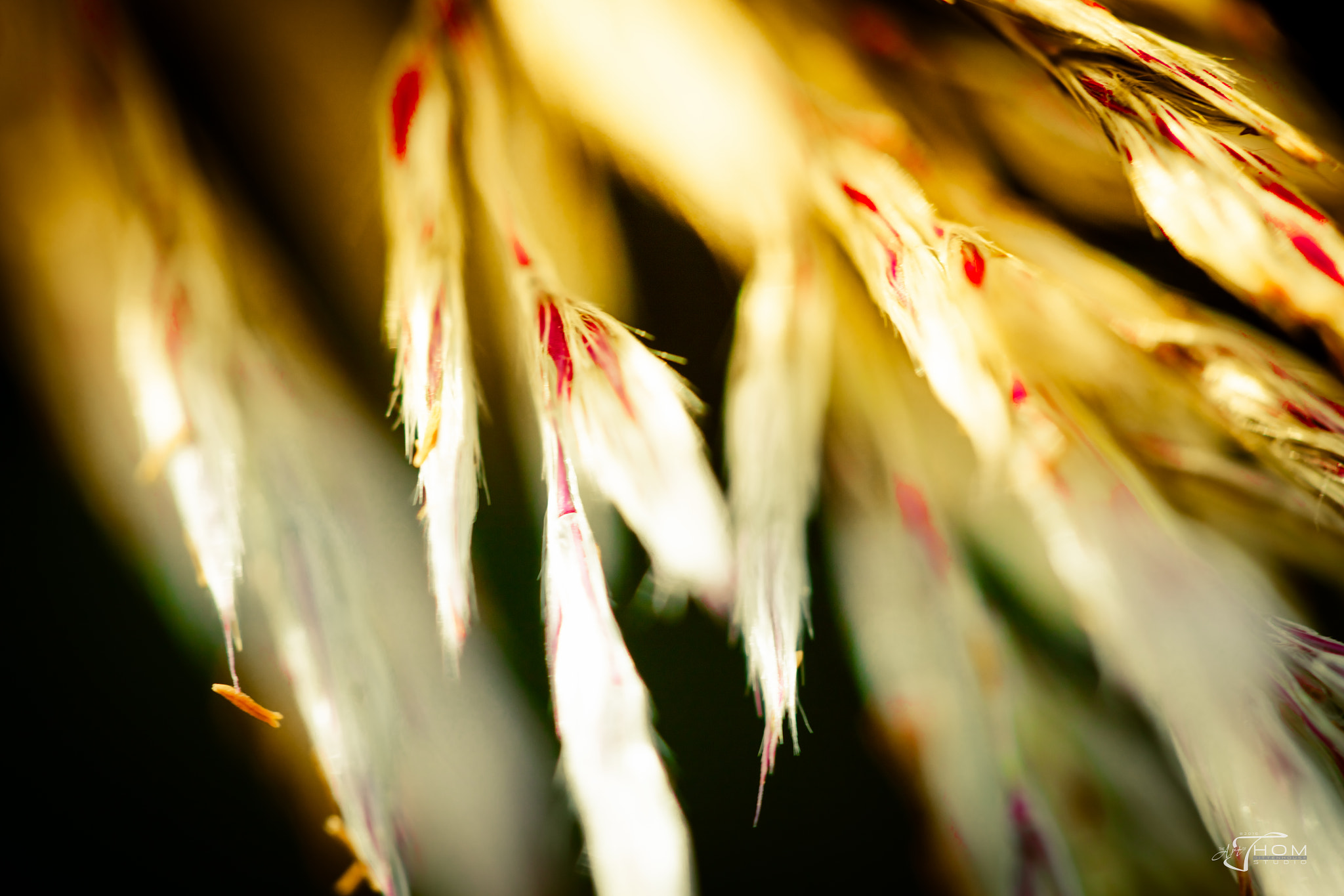 Canon EF 100mm F2.8 Macro USM sample photo. Seagrassseeds photography