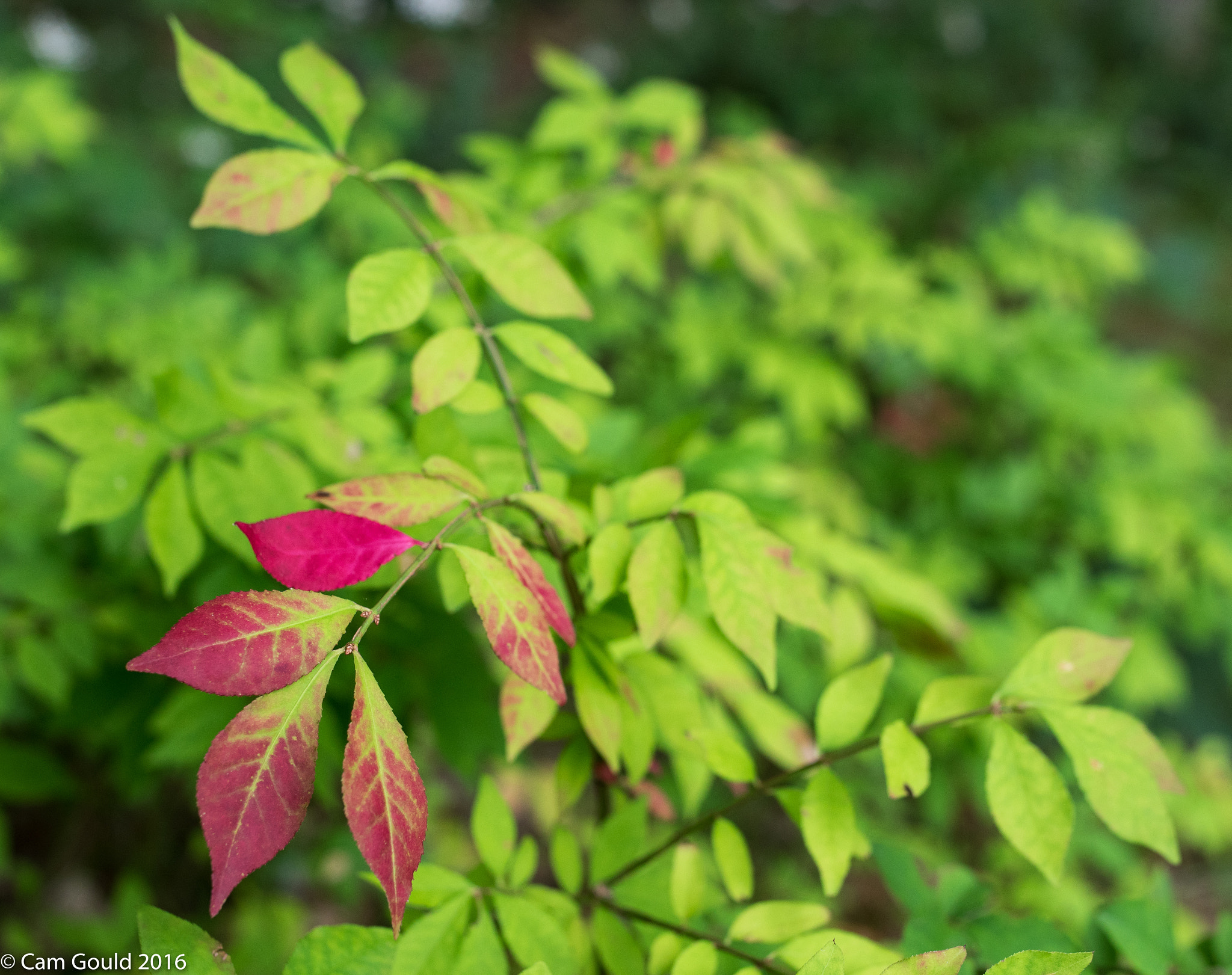 Pentax K-3 sample photo. Signs of fall photography