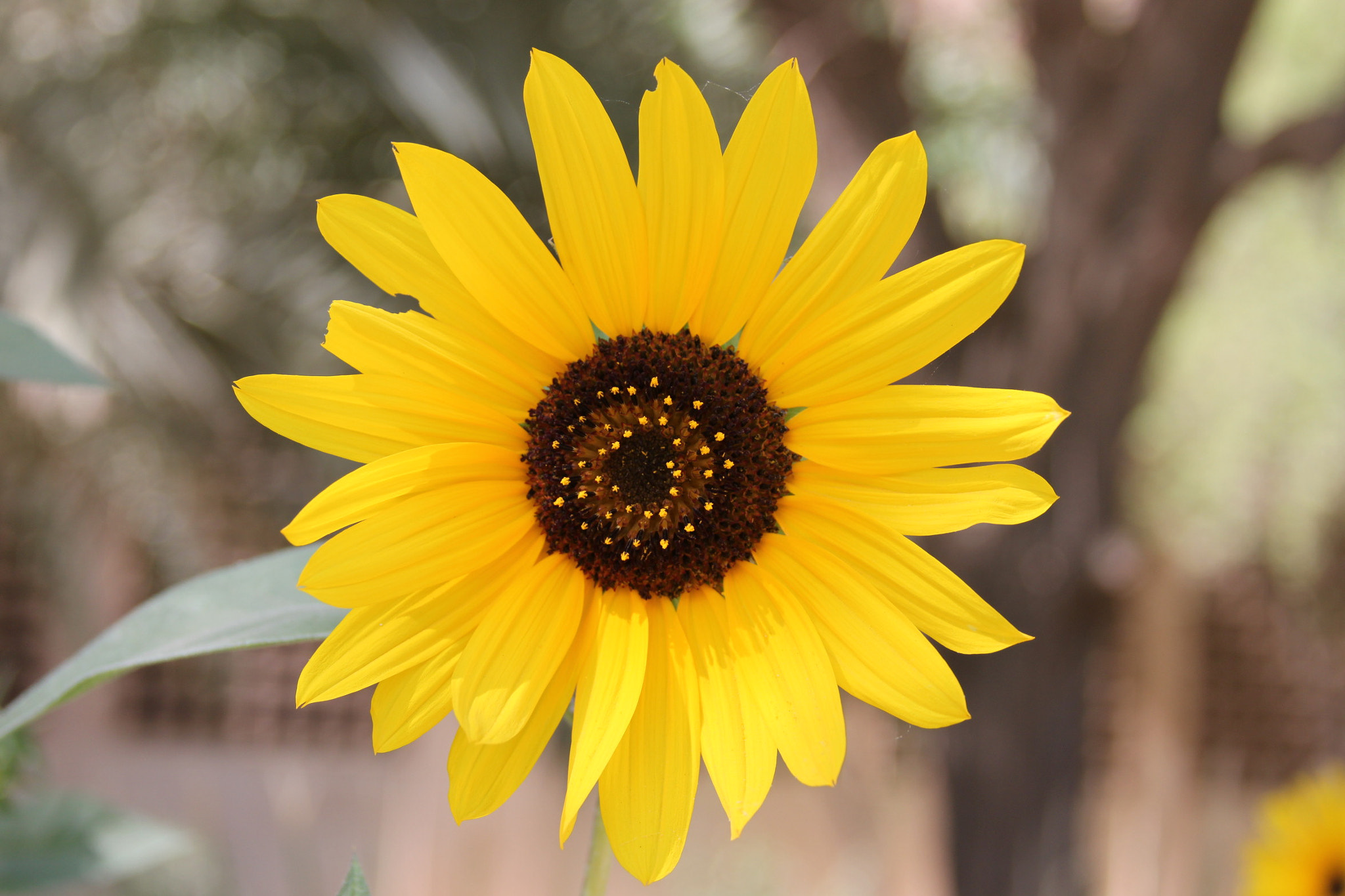 Canon EF 28-135mm F3.5-5.6 IS USM sample photo. Beauty photography