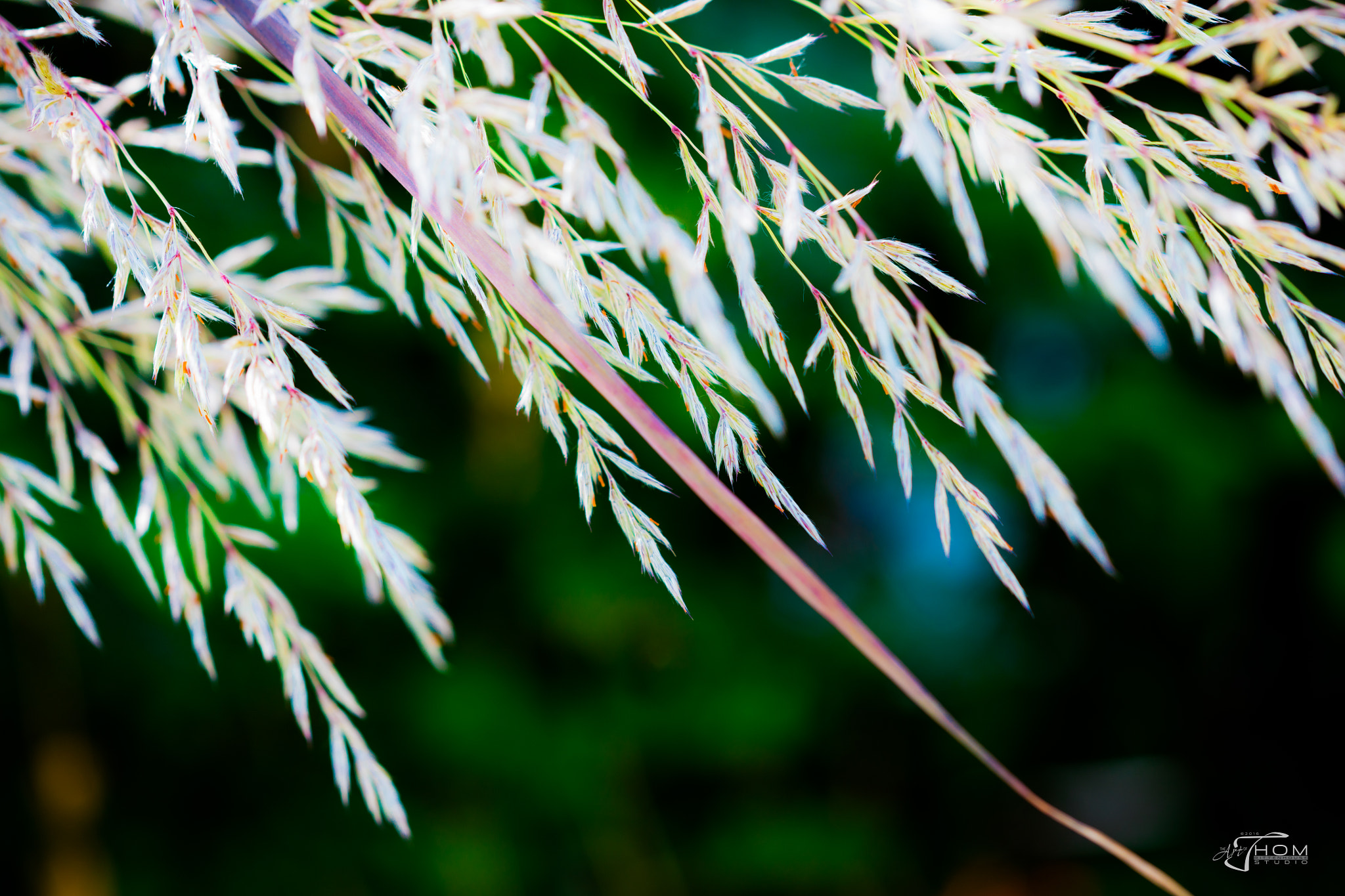 Canon EOS 5DS + Canon EF 100mm F2.8 Macro USM sample photo. Seagrassinthewind photography