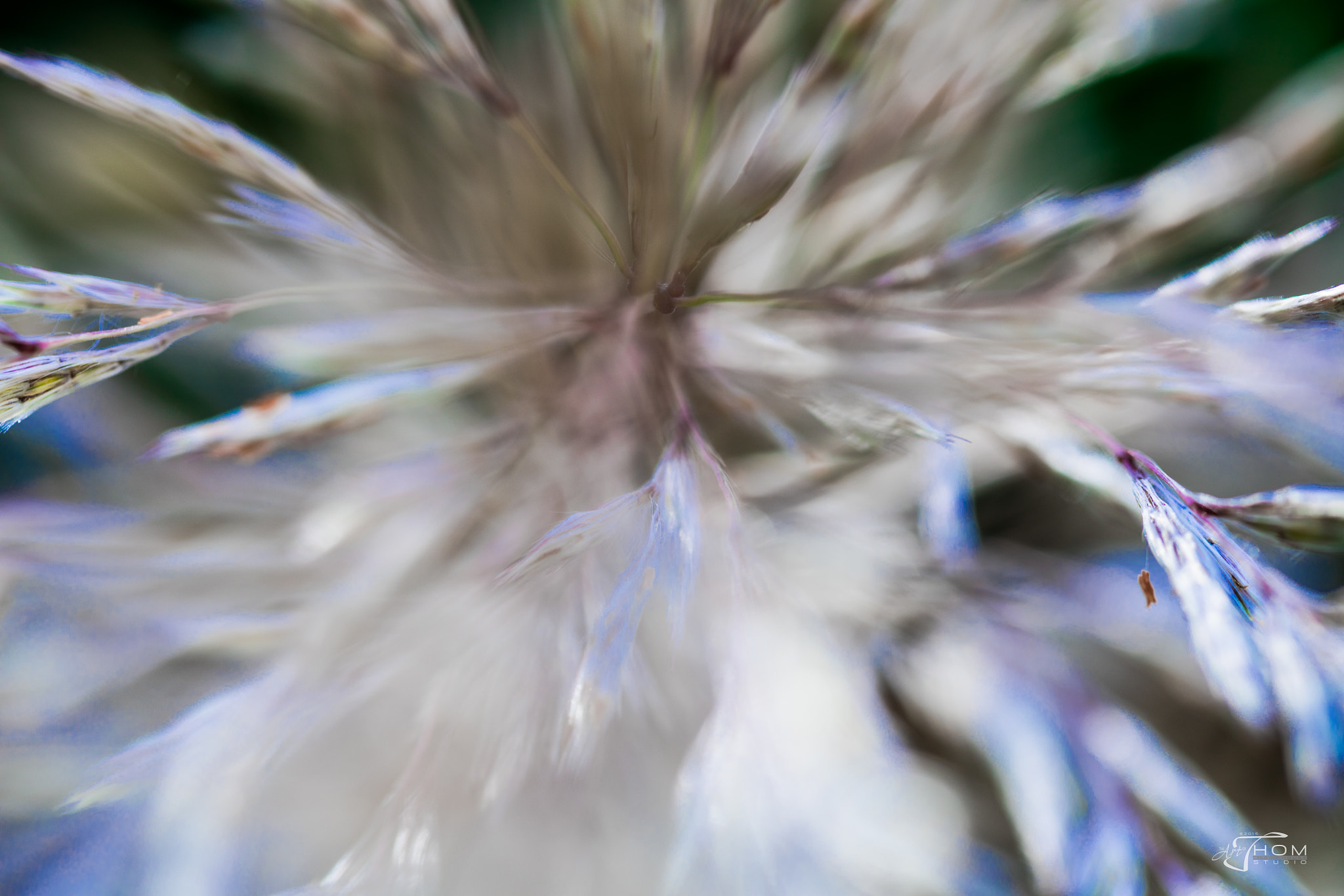 Canon EOS 5DS + Canon EF 100mm F2.8 Macro USM sample photo. Seagrassintotheplume photography