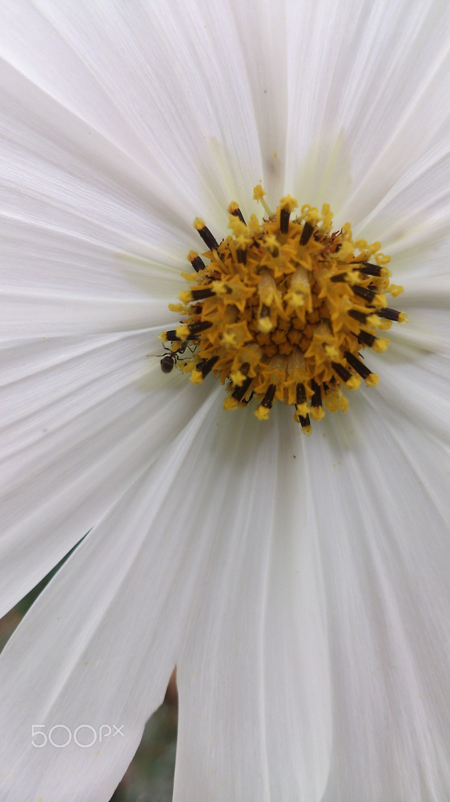 Sony Xperia T sample photo. Untitled photography