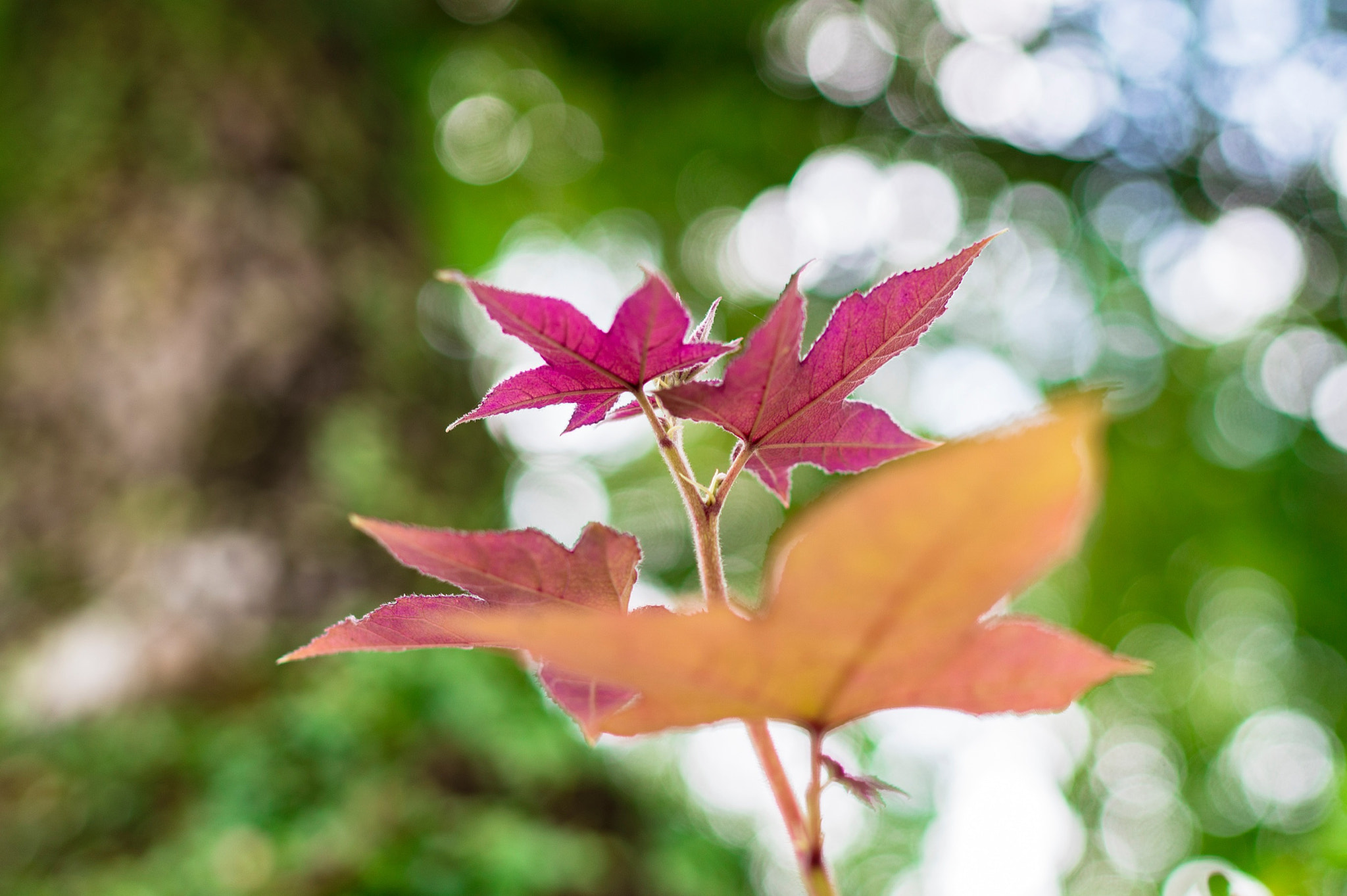 Sony a6300 + Sony Distagon T* FE 35mm F1.4 ZA sample photo. The autumn is coming. photography