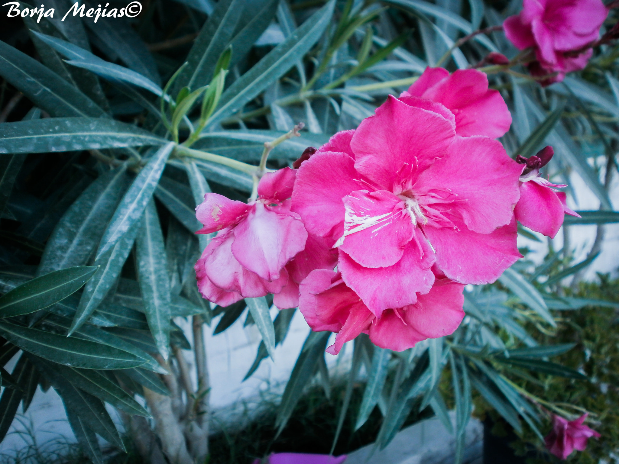 Olympus VG110,D700 sample photo. Adelfa photography
