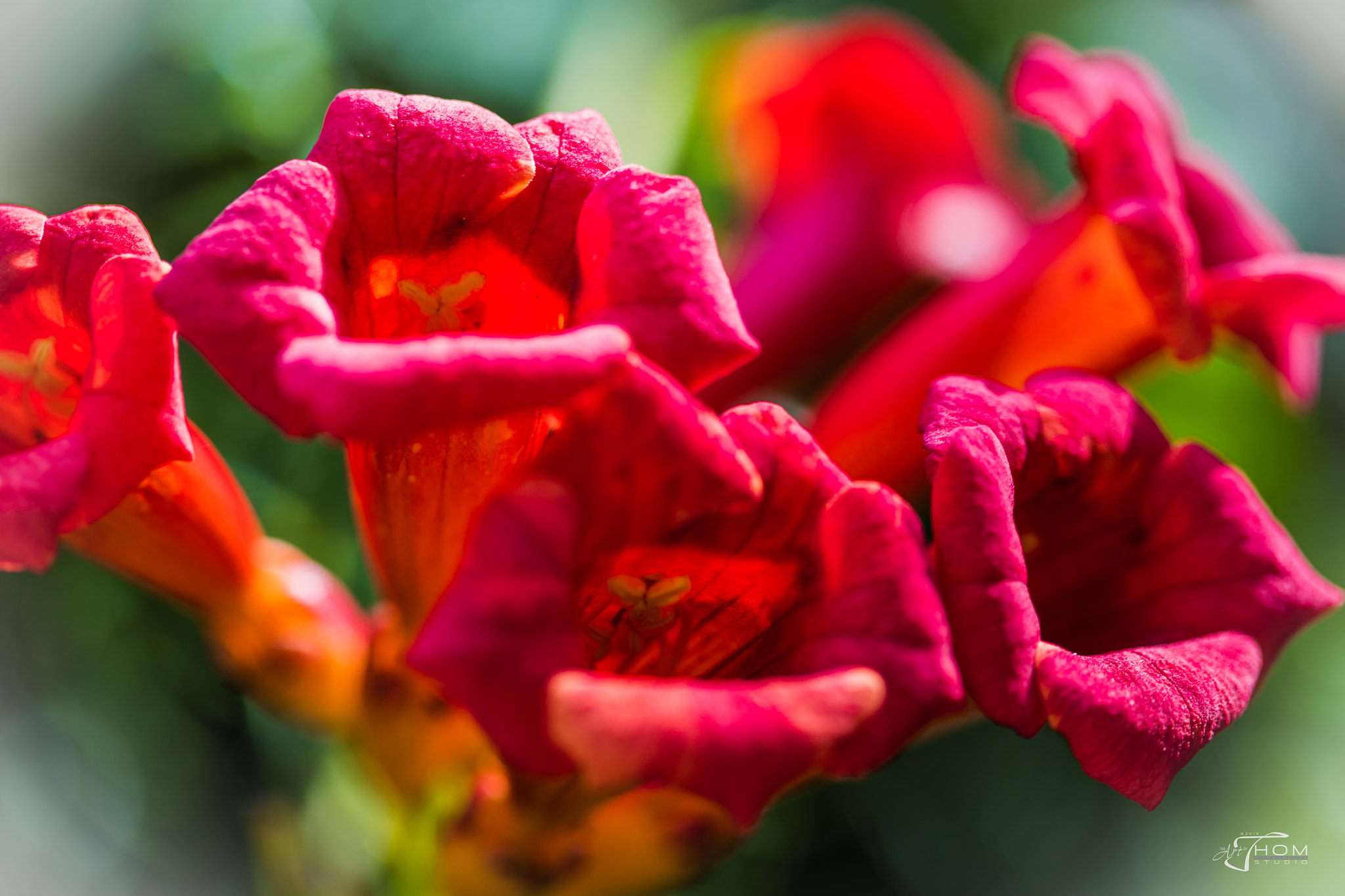Canon EF 100mm F2.8 Macro USM sample photo. Trumpetvine photography