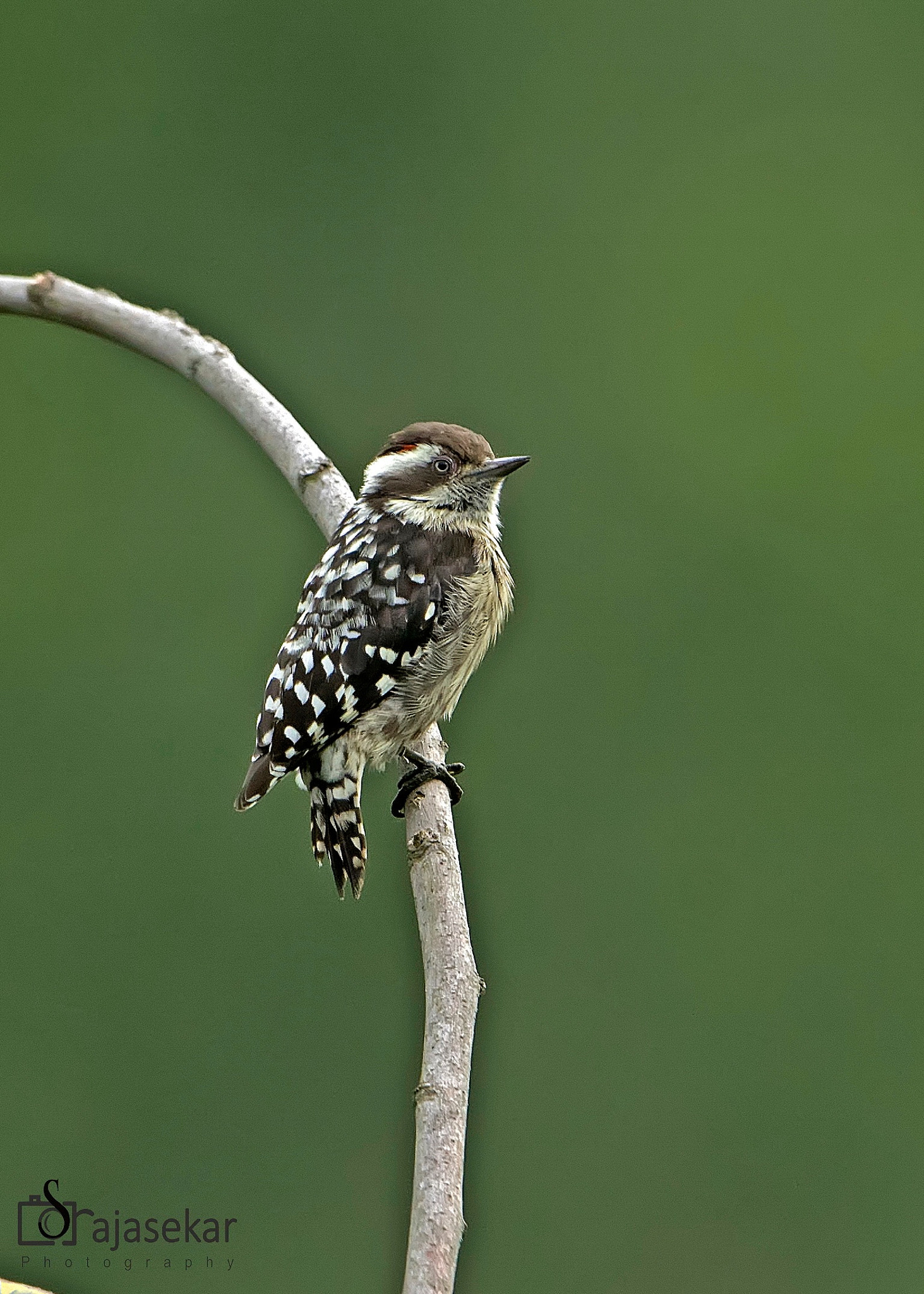 Nikon AF-S Nikkor 600mm F4G ED VR sample photo. Brown-capped pygmy woodpecker photography