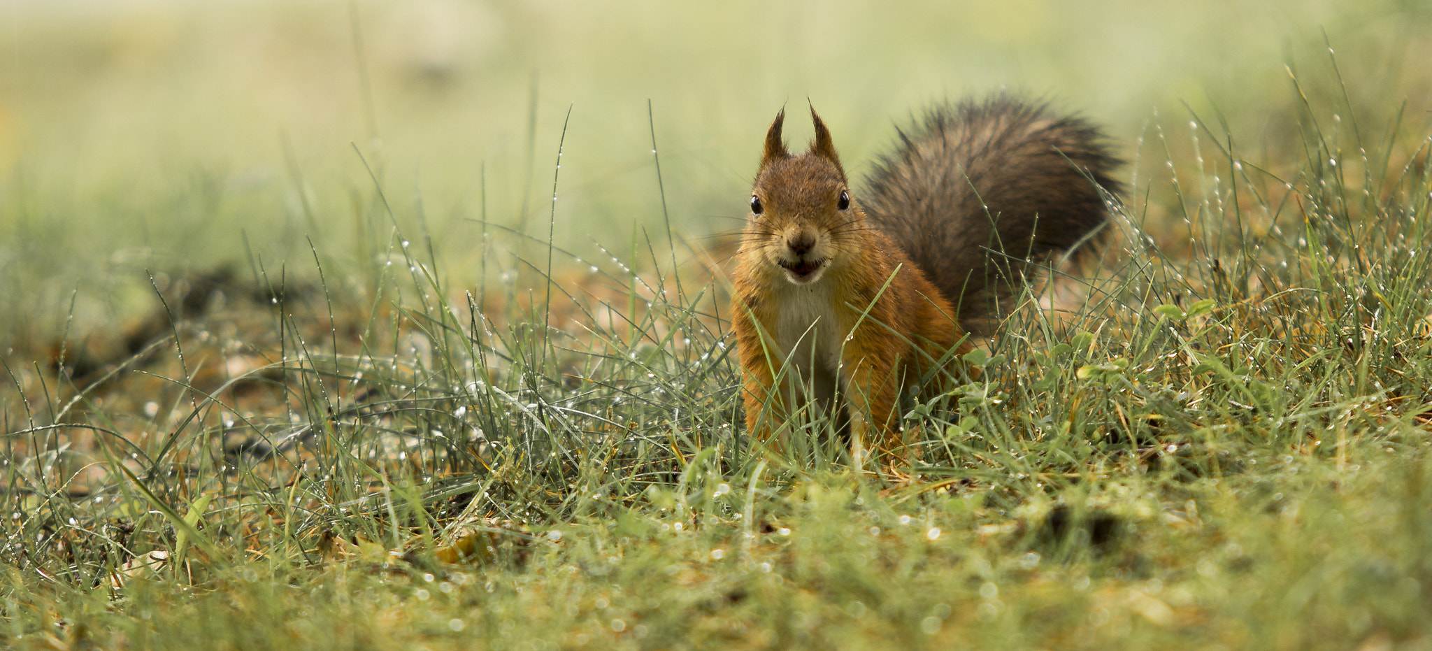 Sigma 70-200mm F2.8 EX DG OS HSM sample photo. Little fella looking for some food photography