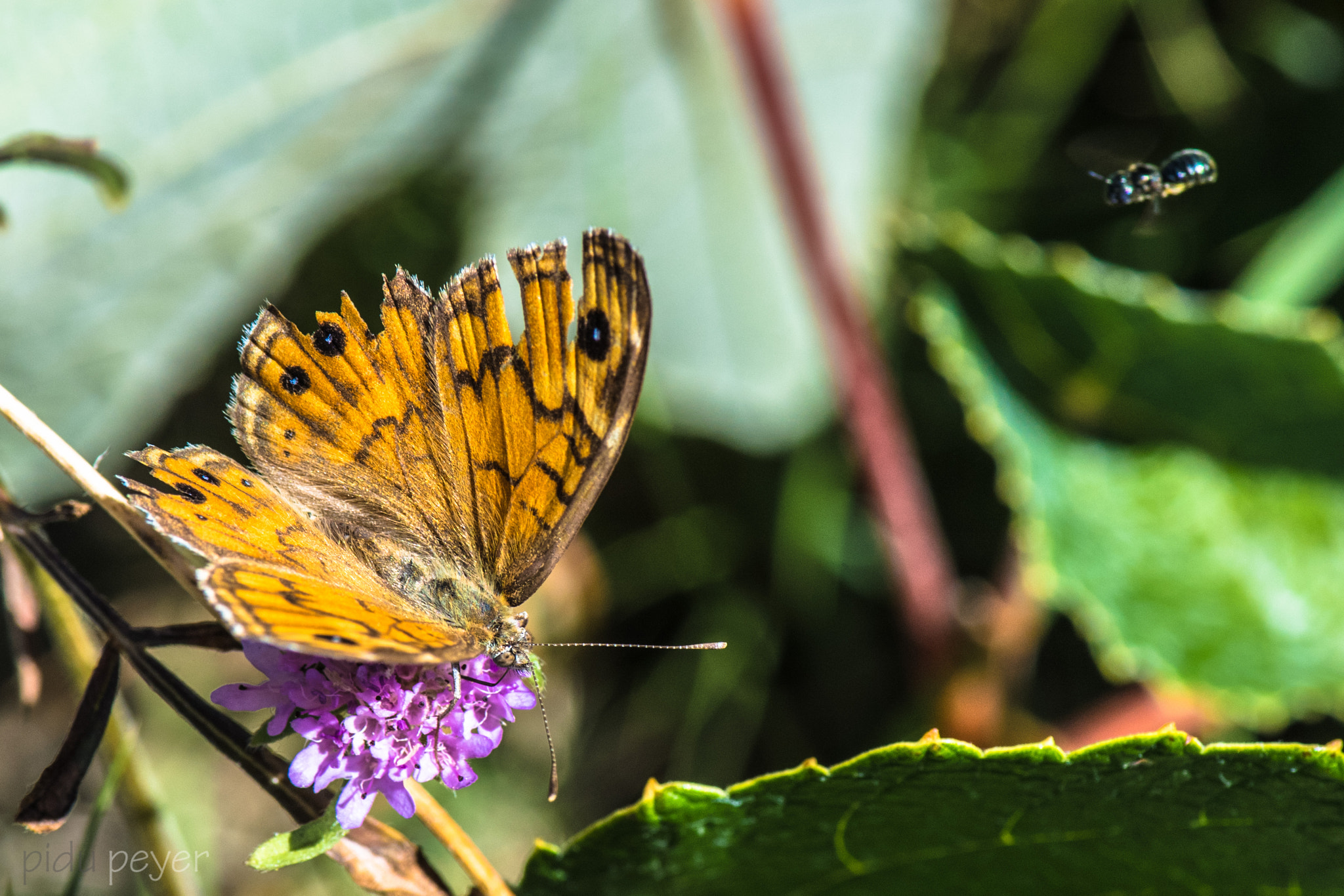 Nikon D5 sample photo. Target conflict photography