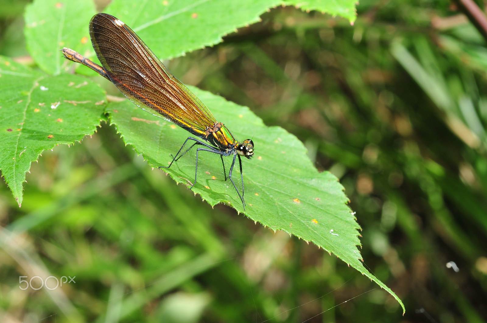 Nikon D700 sample photo. Dragonfly photography