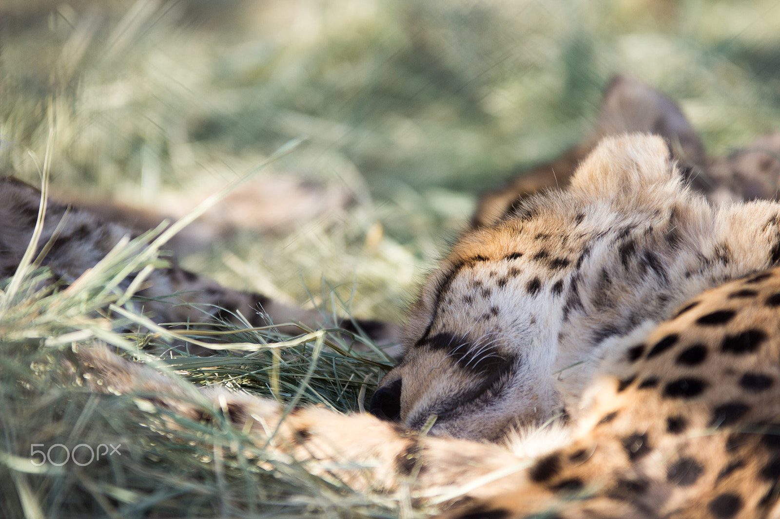 Sigma 70-200mm F2.8 EX DG OS HSM sample photo. A sleeping cheetah photography