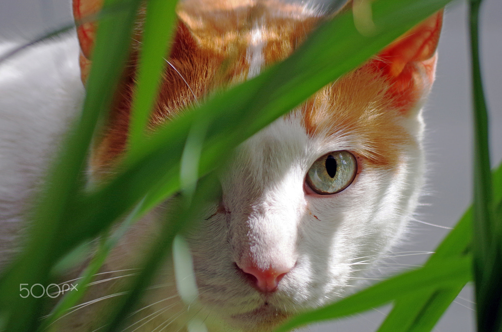Pentax smc DA 50-200mm F4-5.6 ED WR sample photo. Through the lemon grass photography