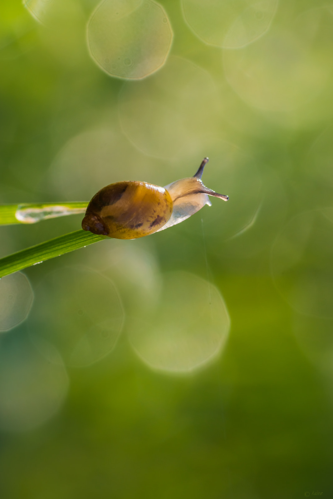 Sony SLT-A77 + Tamron AF 55-200mm F4-5.6 Di II LD Macro sample photo. Baby snail photography