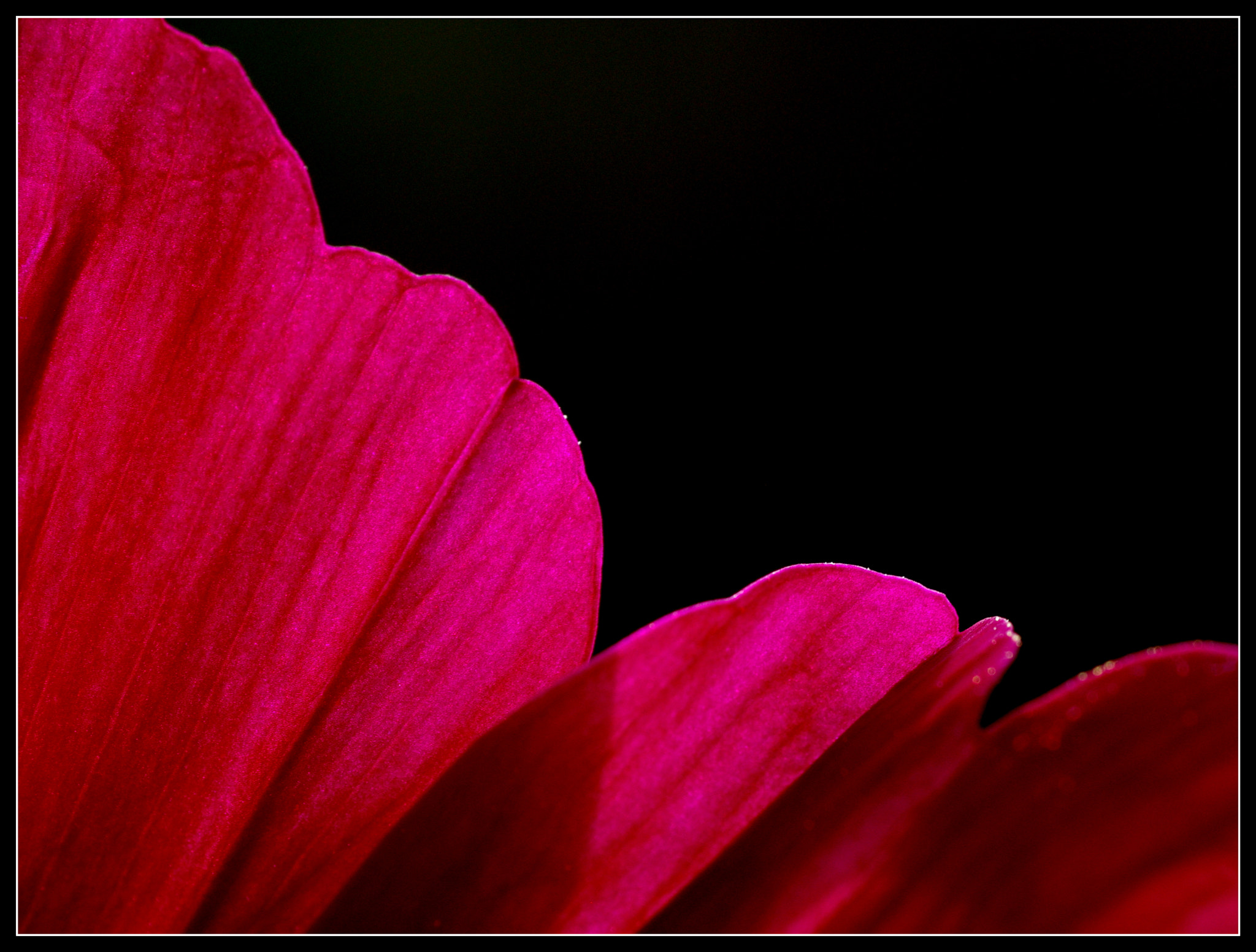 Pentax K-5 + Tamron SP AF 90mm F2.8 Di Macro sample photo. Lie de vin photography