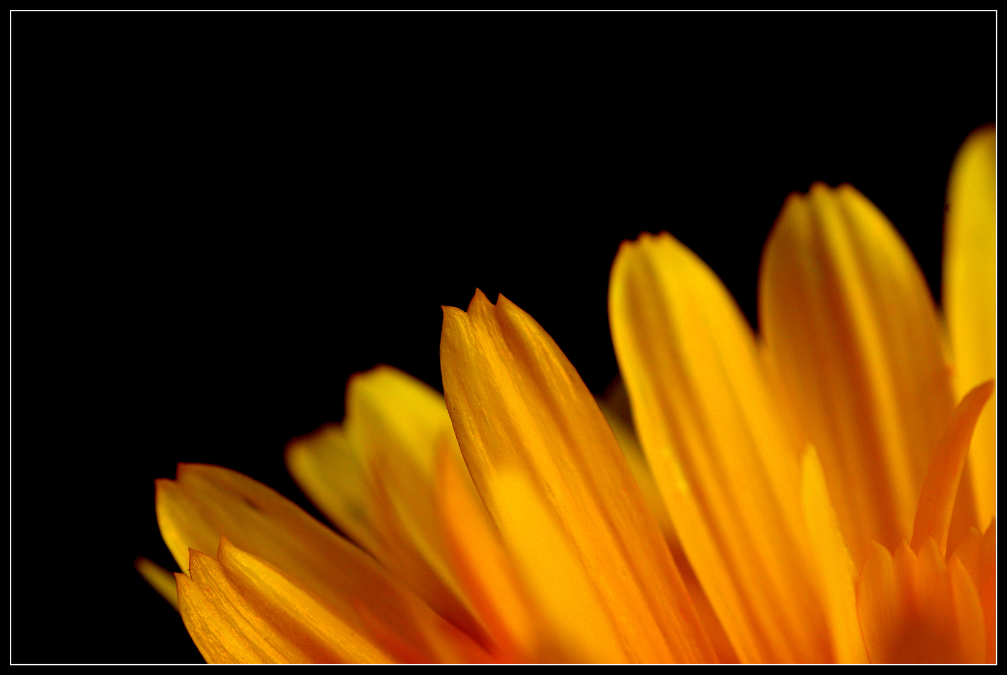 Pentax K-5 + Tamron SP AF 90mm F2.8 Di Macro sample photo. Orangé photography