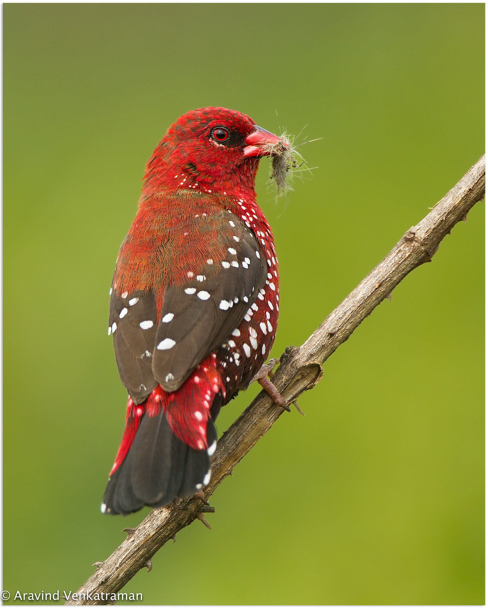 Canon EF 500mm F4L IS USM sample photo. Red avadavat photography