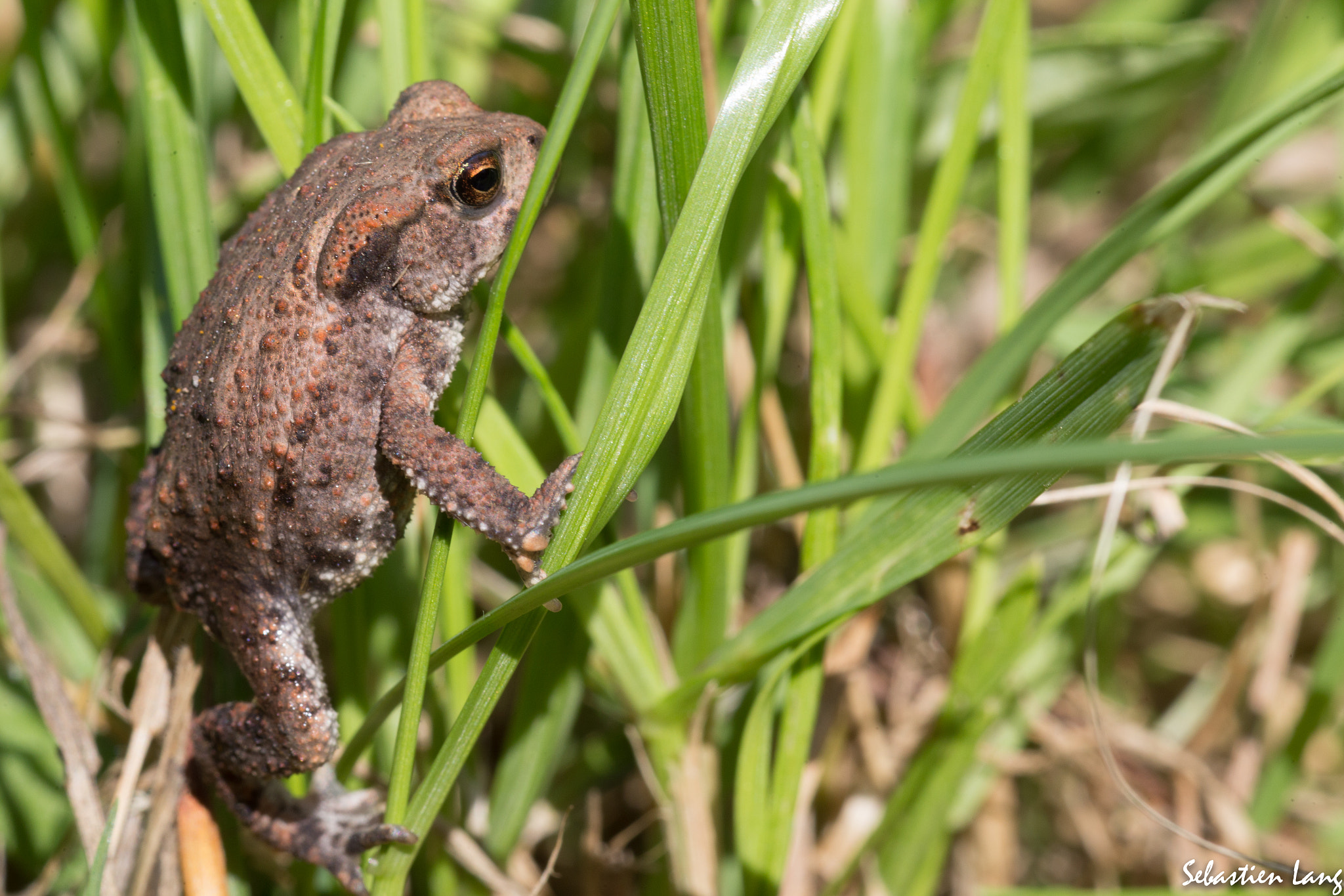 Canon EF 100mm F2.8 Macro USM sample photo. Crapaud photography