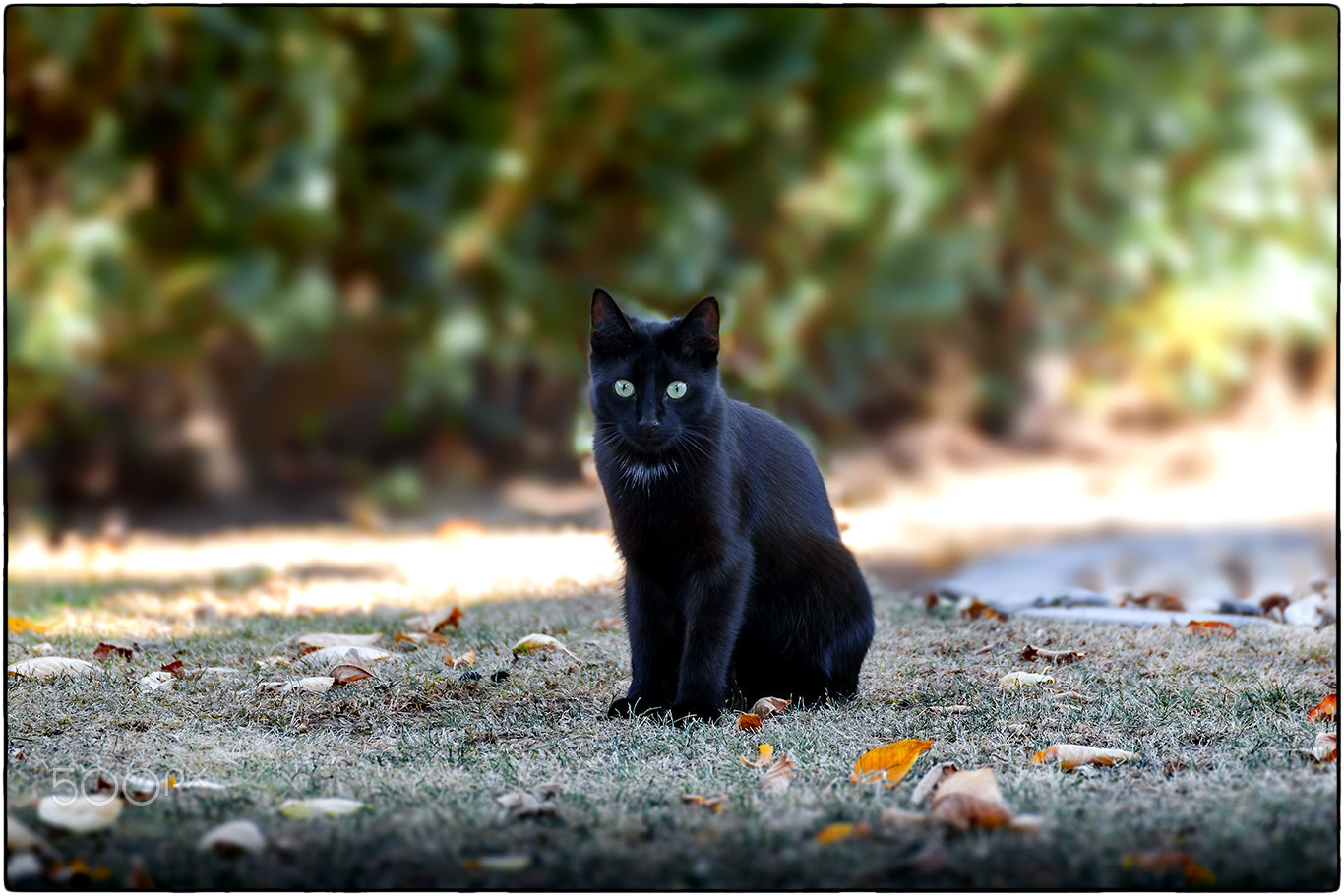 Canon EOS 5D sample photo. Black cat portrait photography