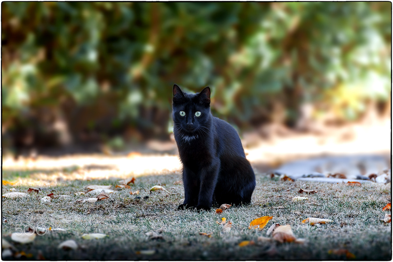 Tamron SP 35mm F1.8 Di VC USD sample photo. Black cat portrait photography