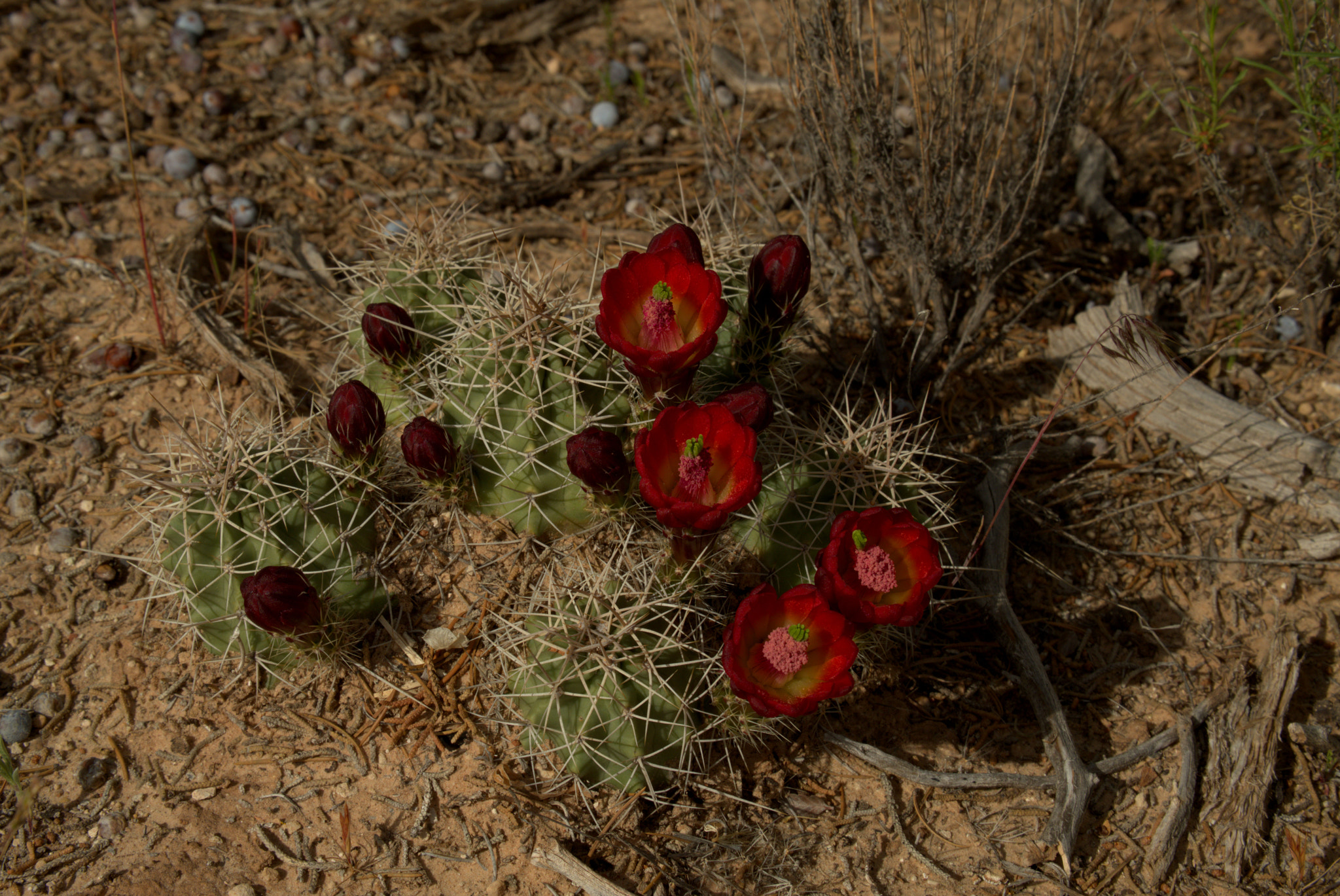 Fujifilm X-Pro2 + Fujifilm XC 50-230mm F4.5-6.7 OIS II sample photo. Red cacti photography