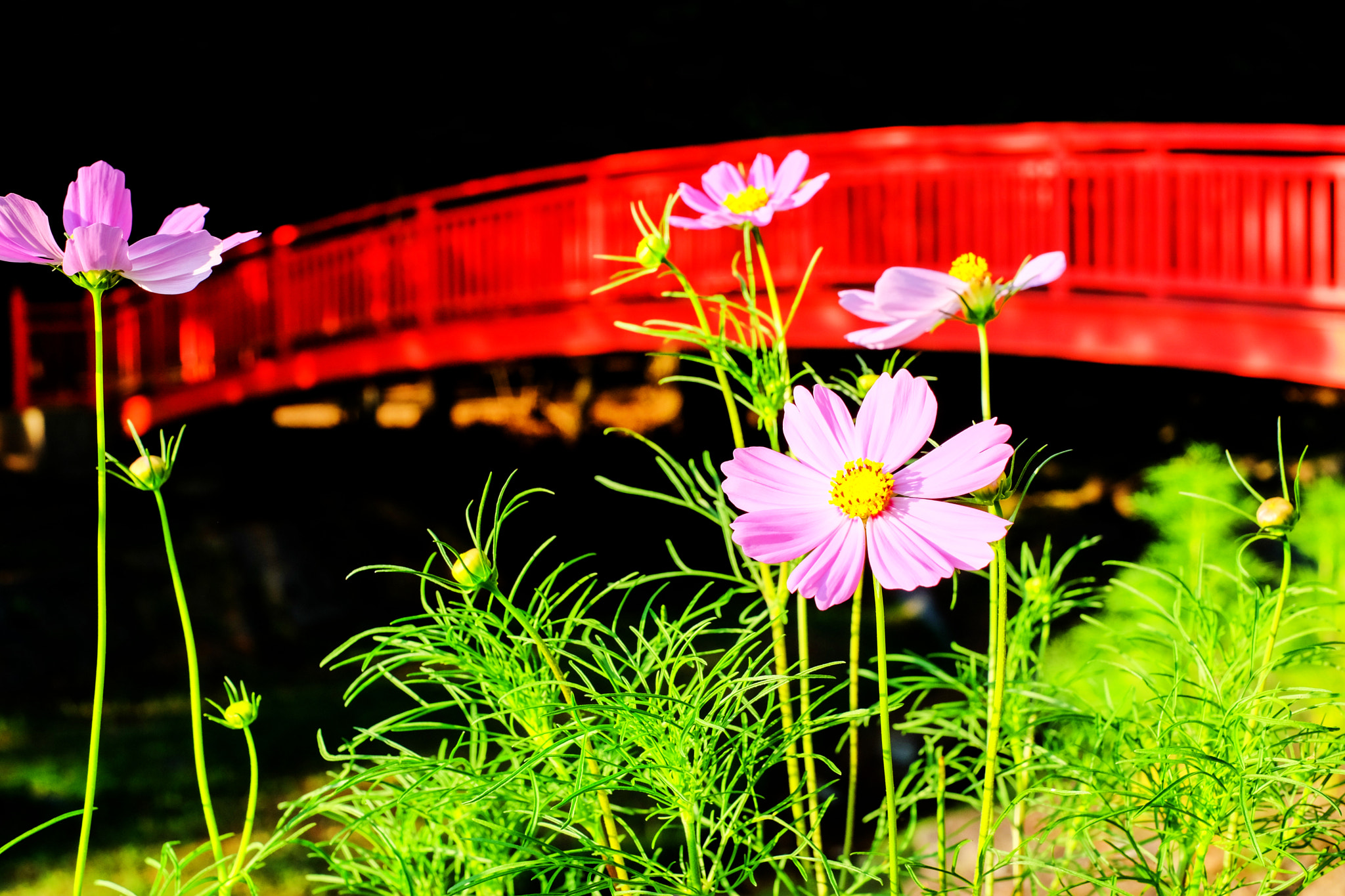 Fujifilm X-M1 + Fujifilm XF 35mm F1.4 R sample photo. Cosmos and the red bridge photography