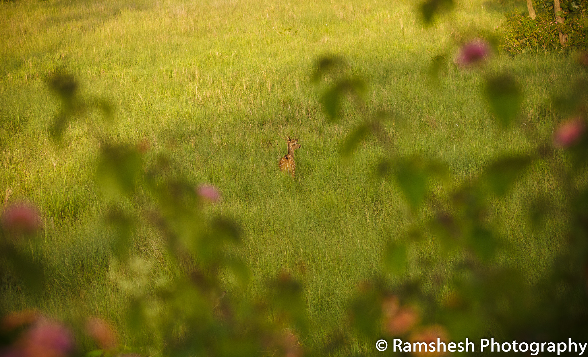 Canon EOS 60D + Canon EF 100-400mm F4.5-5.6L IS II USM sample photo. Bandipur | chital stag in grassland photography