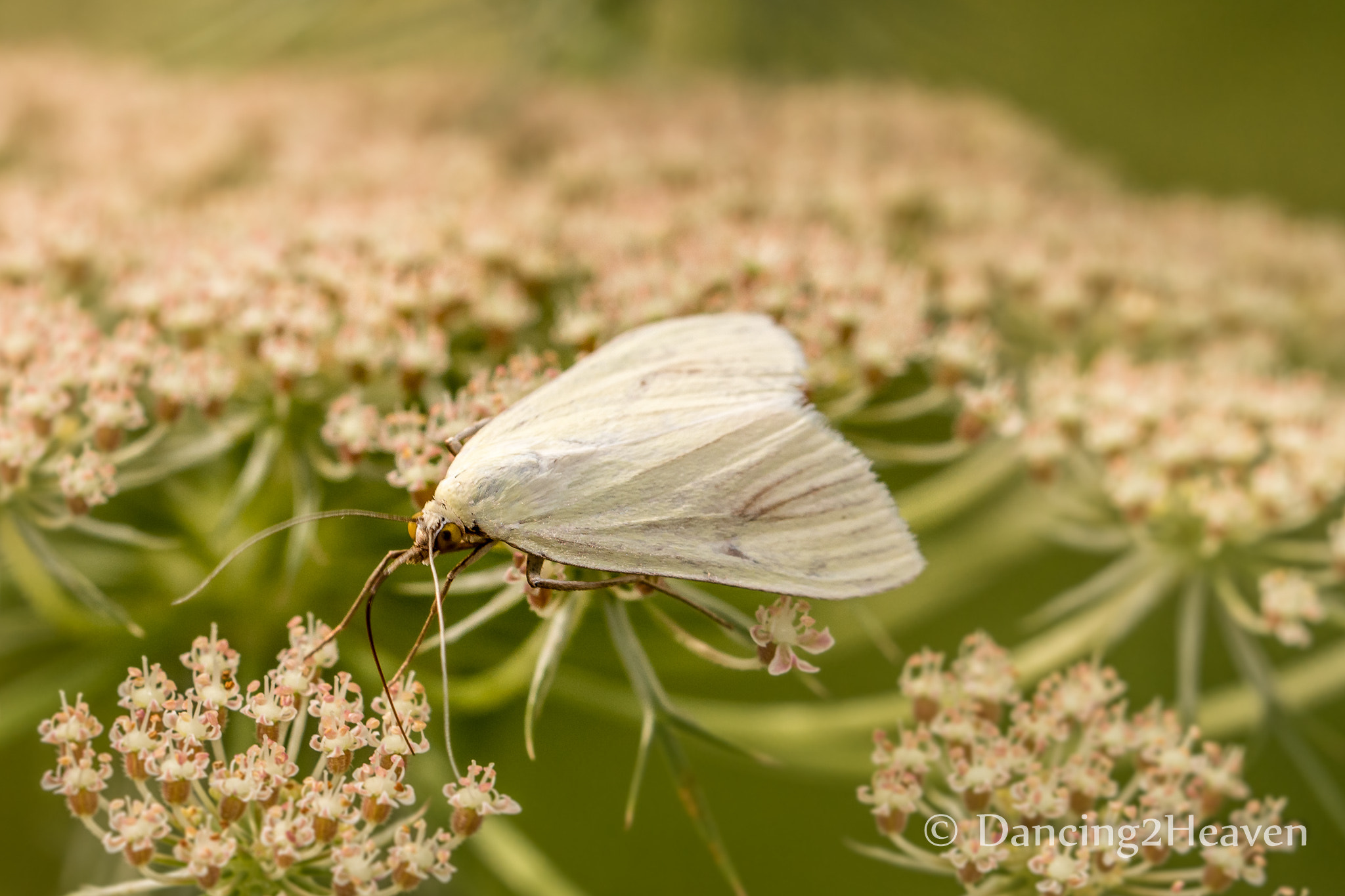 Canon EOS 700D (EOS Rebel T5i / EOS Kiss X7i) + Canon EF 100mm F2.8L Macro IS USM sample photo. Butterfly photography