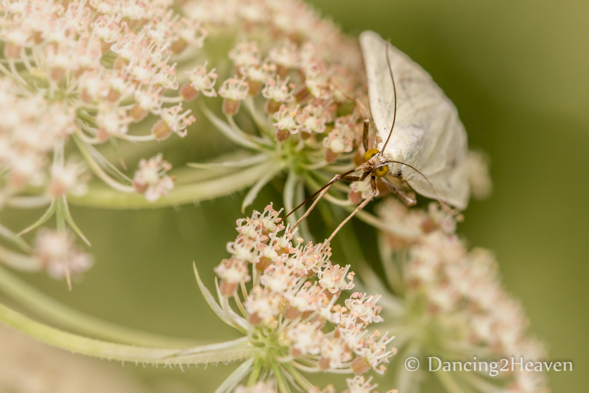 Canon EOS 700D (EOS Rebel T5i / EOS Kiss X7i) + Canon EF 100mm F2.8L Macro IS USM sample photo. Butterfly photography