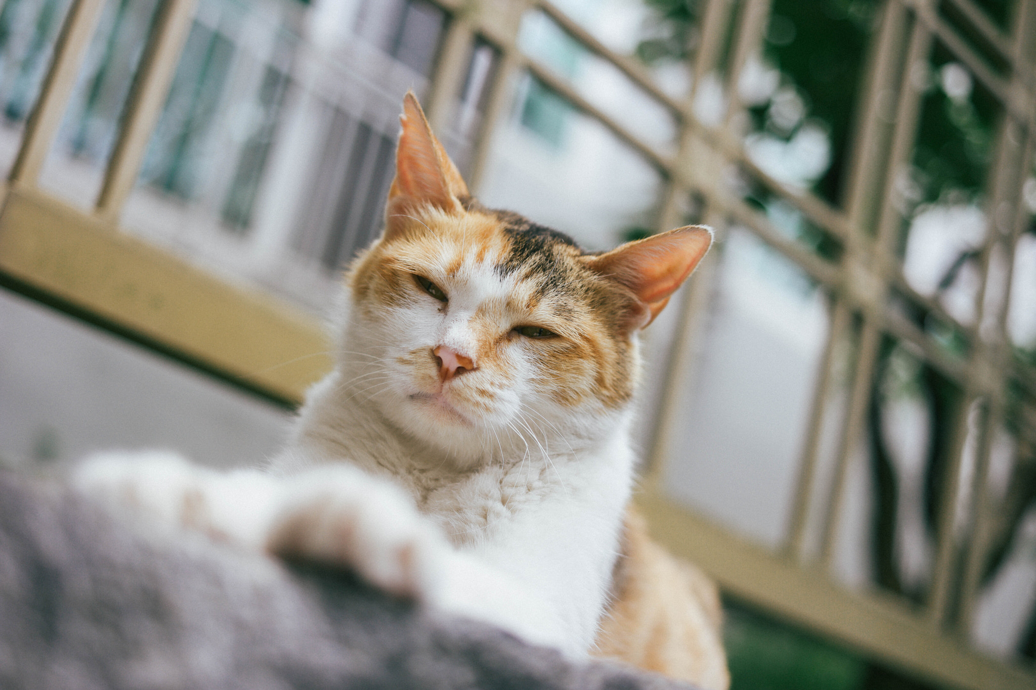 Samsung NX500 + NX 30mm F2 sample photo. Cat in my town photography