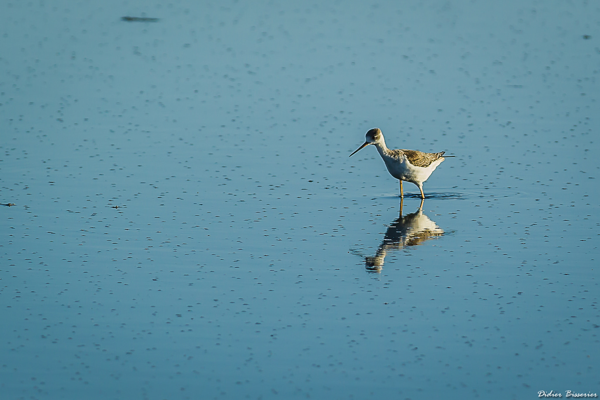 Canon EF 70-200mm F2.8L IS II USM sample photo. Alone in the marsh photography