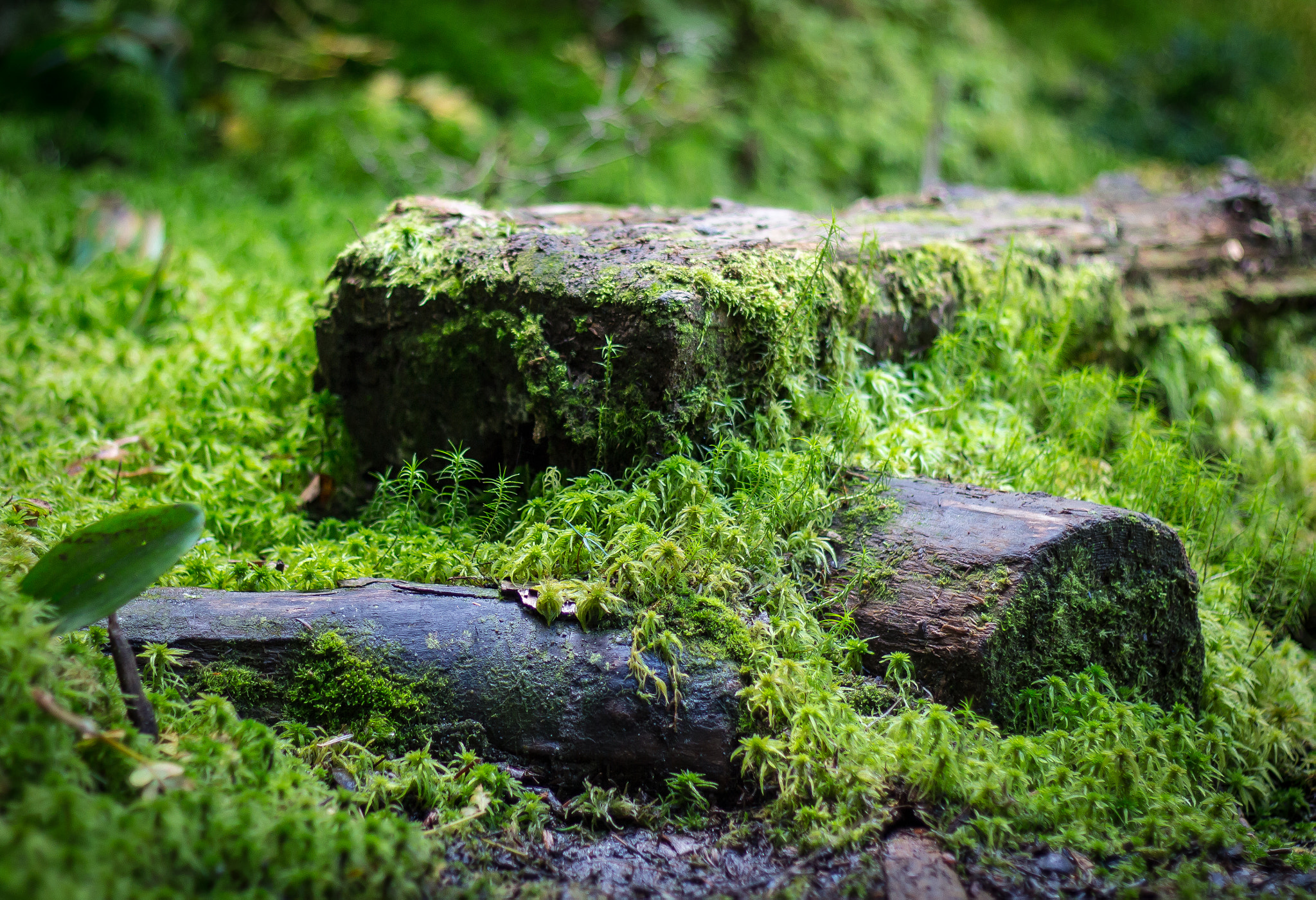 Canon EOS 100D (EOS Rebel SL1 / EOS Kiss X7) sample photo. Green mosses of vermont photography