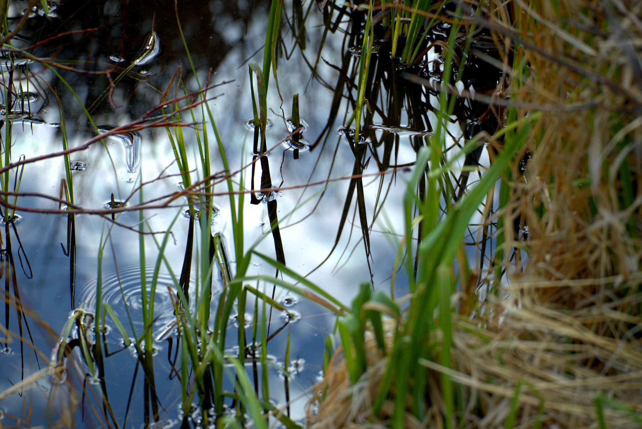 Fujifilm X-Pro2 + Fujifilm XC 50-230mm F4.5-6.7 OIS II sample photo. Watergrass photography