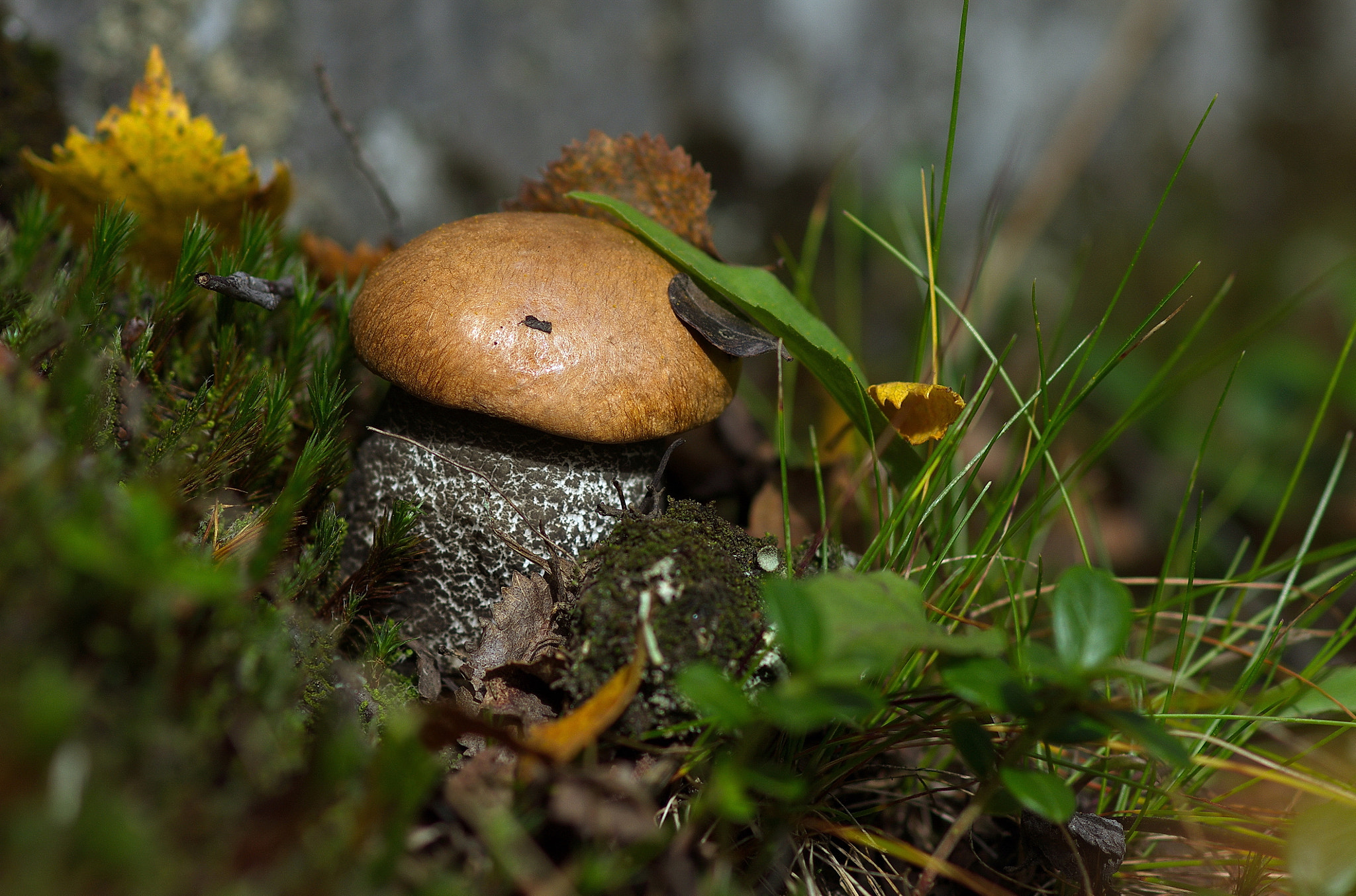 Sony Alpha DSLR-A580 + Sony 100mm F2.8 Macro sample photo. Тихая охота. Подосиновик. photography