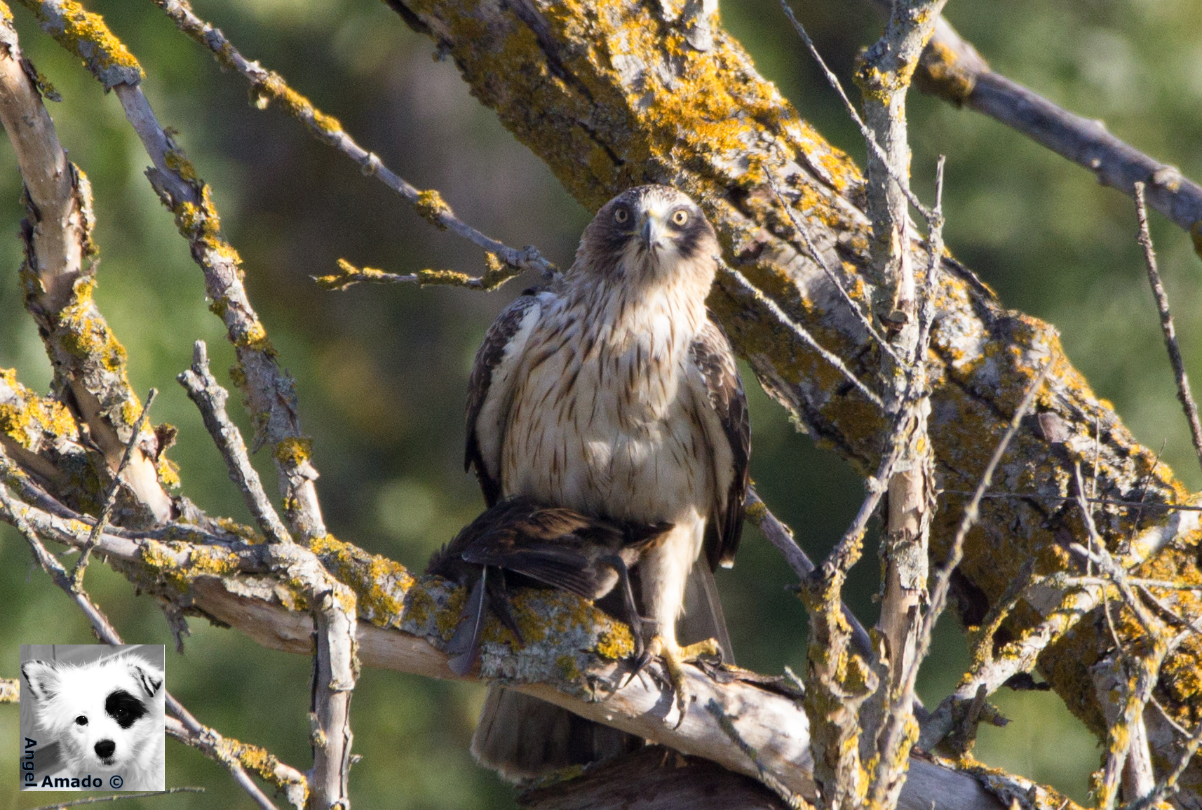 150-600mm F5-6.3 DG OS HSM | Contemporary 015 sample photo. Aguila calzada tras cazar un rascón común photography