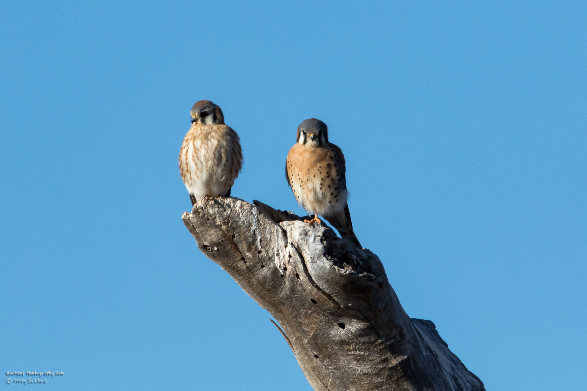 Canon EOS 7D Mark II + Canon EF 800mm F5.6L IS USM sample photo. American kestrel pair photography
