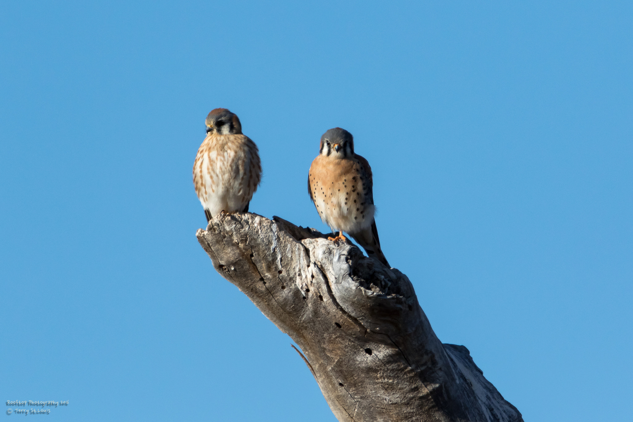 Canon EF 800mm F5.6L IS USM sample photo. American kestrel pair photography