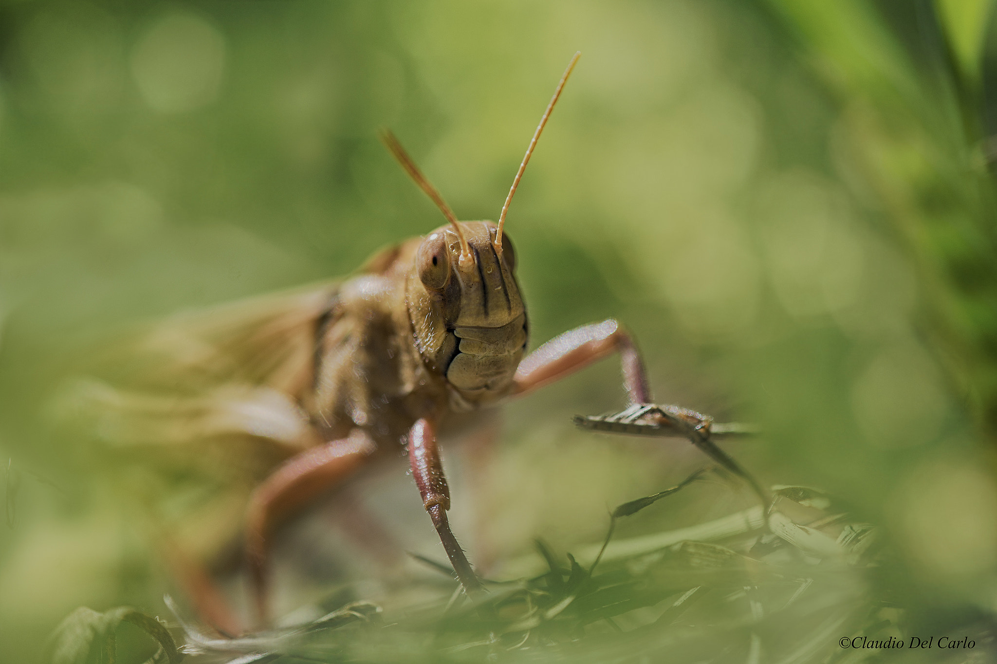 TAMRON SP 180mm F3.5 Di MACRO 1:1 B01N sample photo. Dsc photography