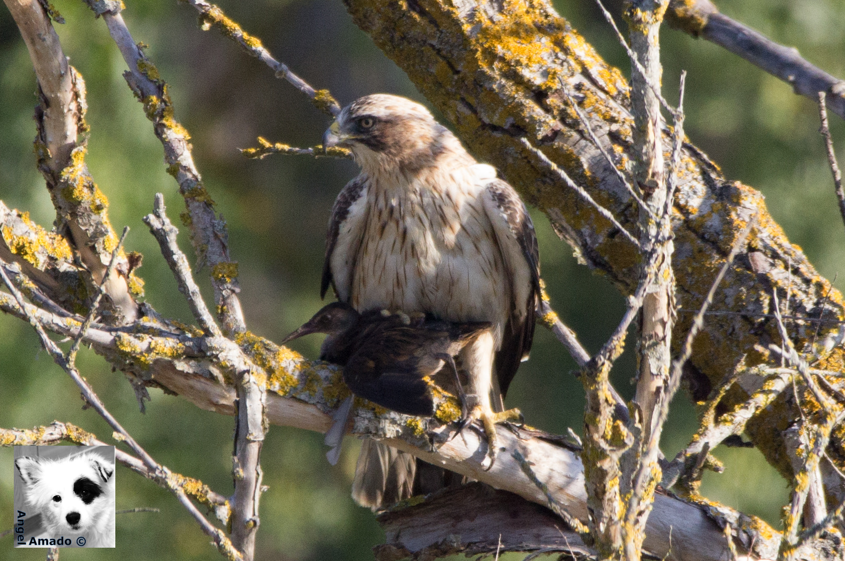 150-600mm F5-6.3 DG OS HSM | Contemporary 015 sample photo. Aguila calzada con un rascon comun cazado photography