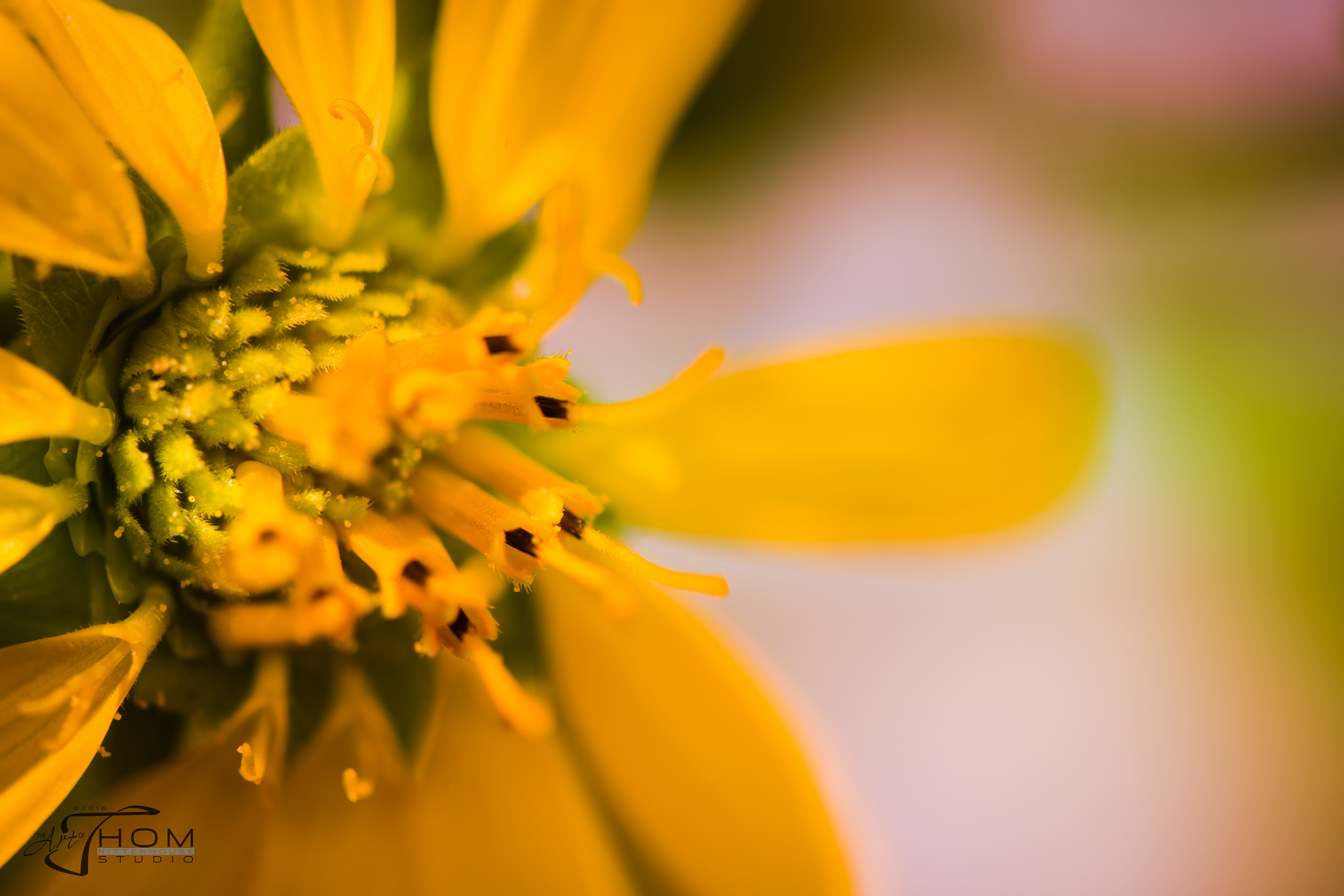 Canon EF 100mm F2.8 Macro USM sample photo. Pollen photography